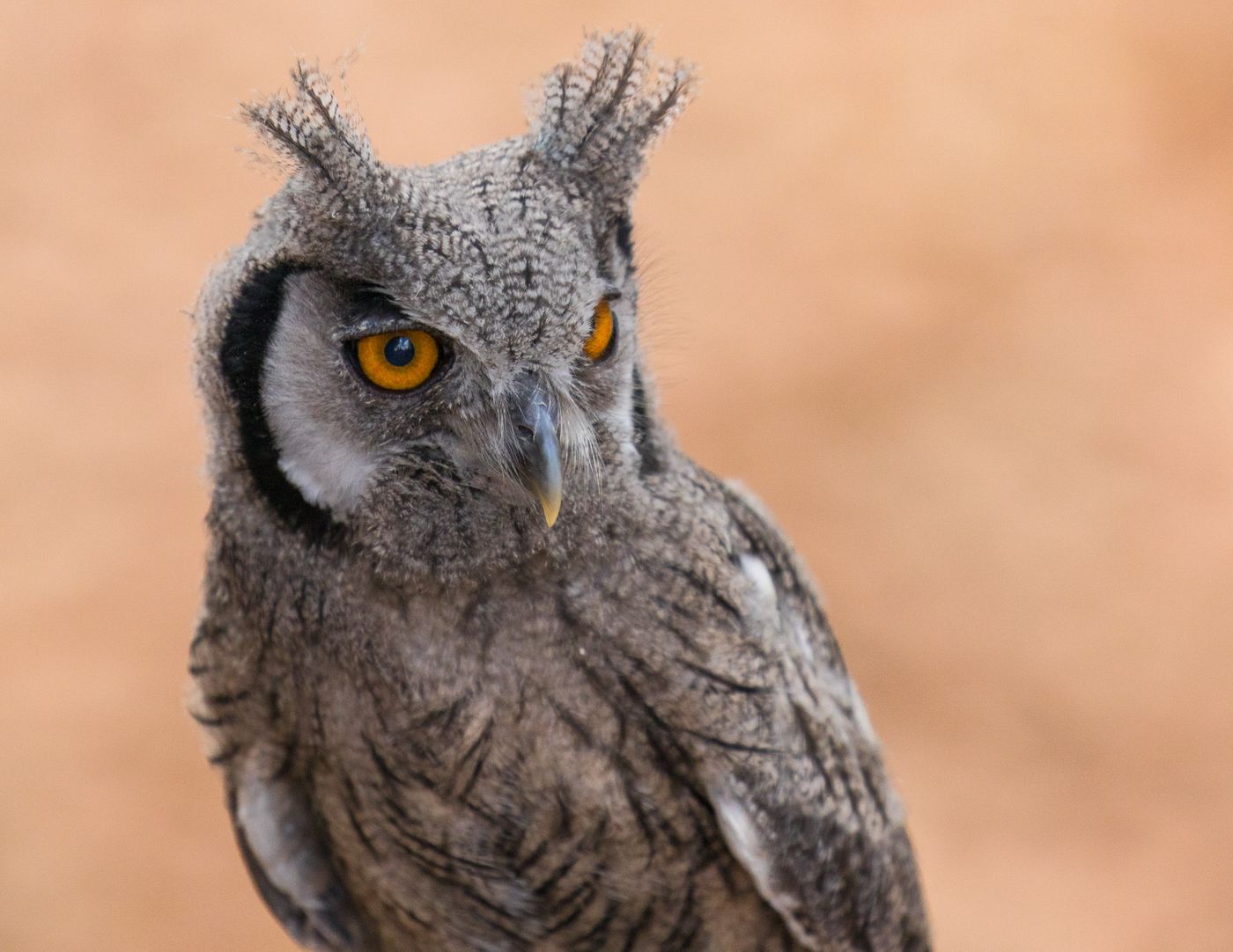 Birds of Prey-18.jpg