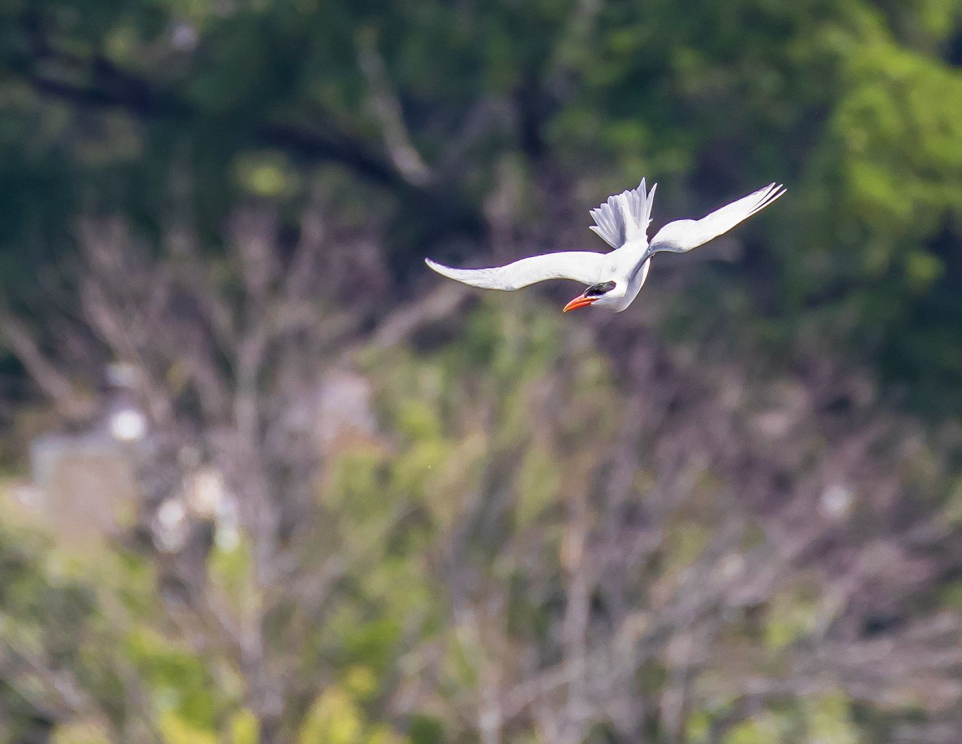 Birds of Tower Lakes-4.jpg