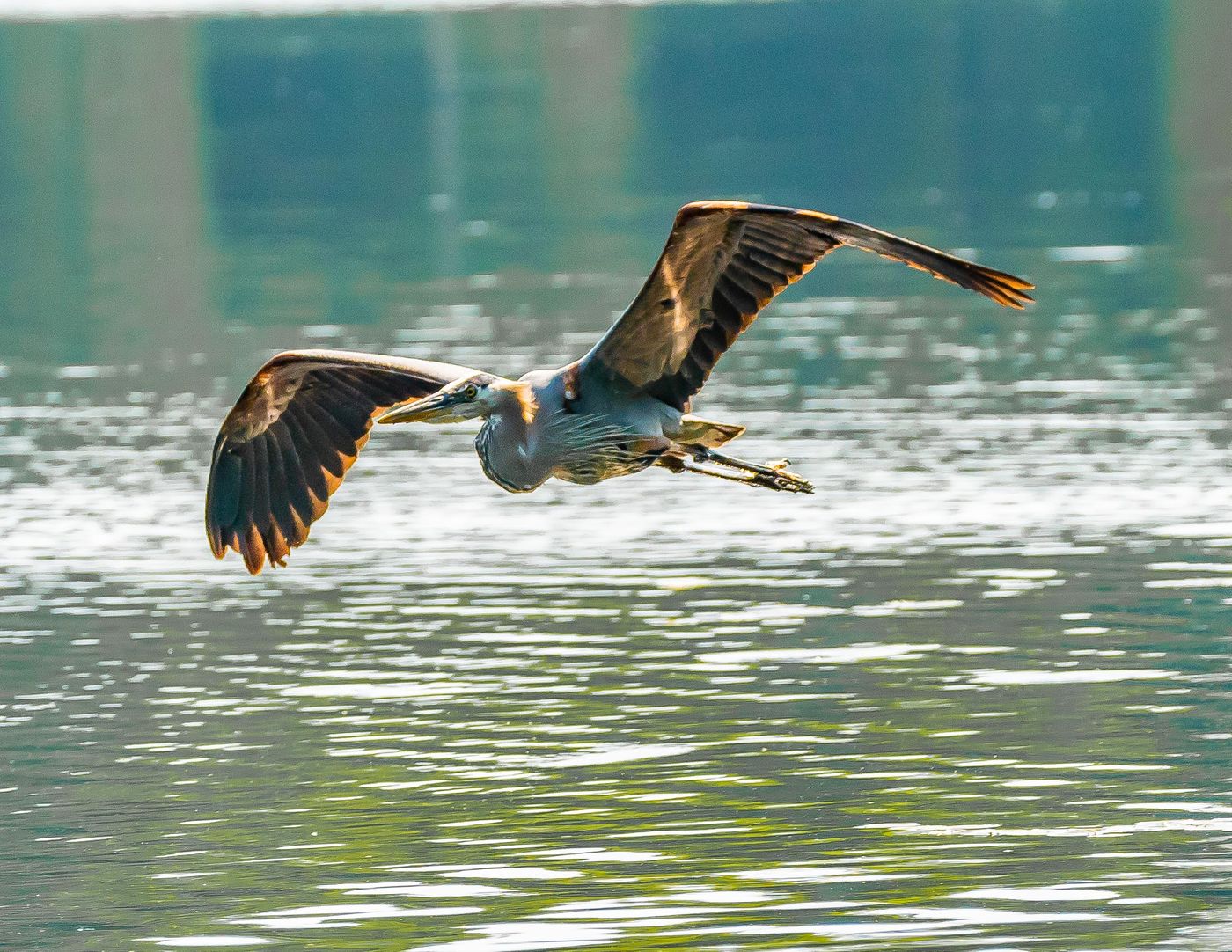 Birds of Tower Lakes-13.jpg