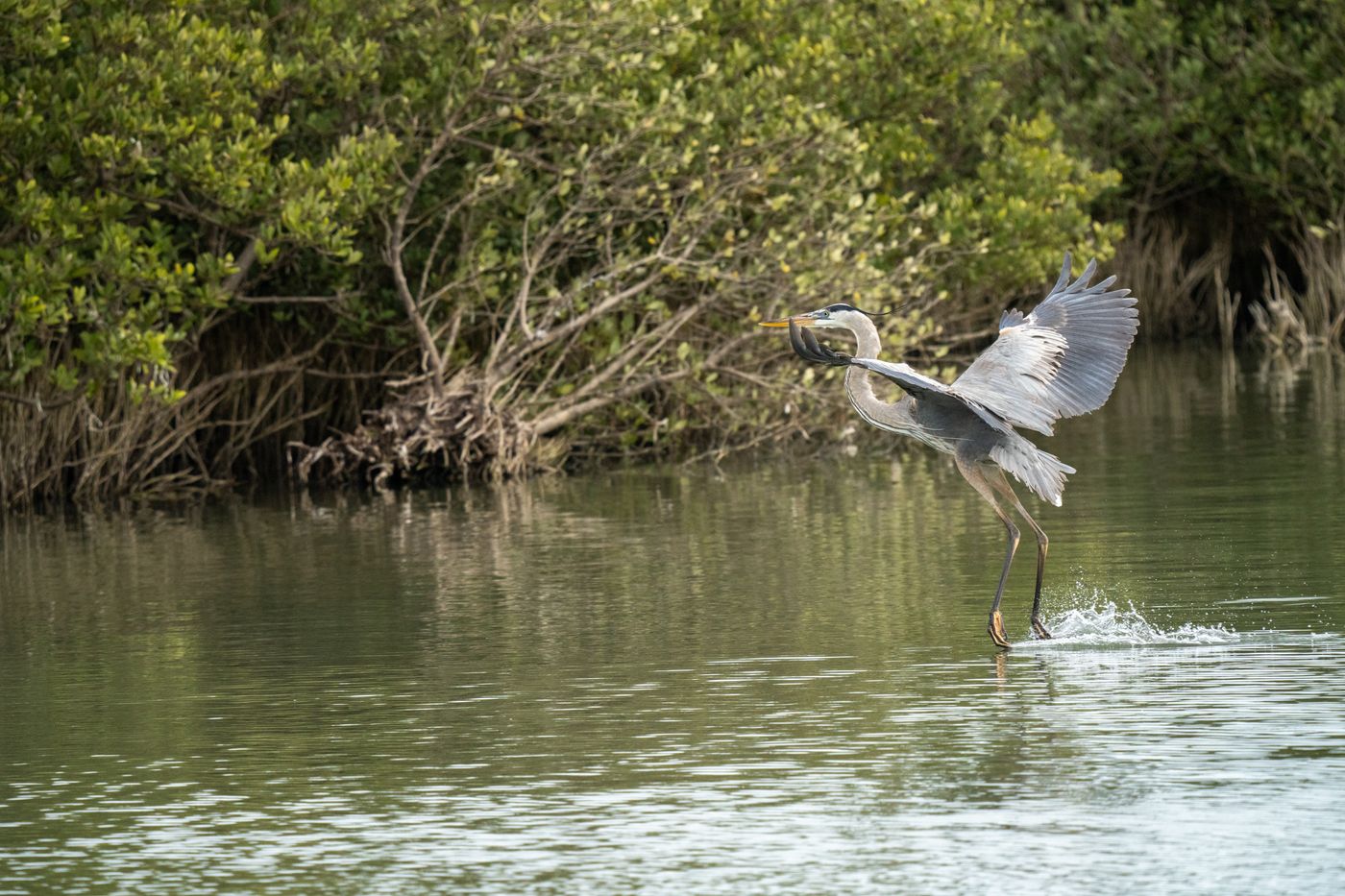 Great Blue Heron LiveBooks SPI-18.jpg