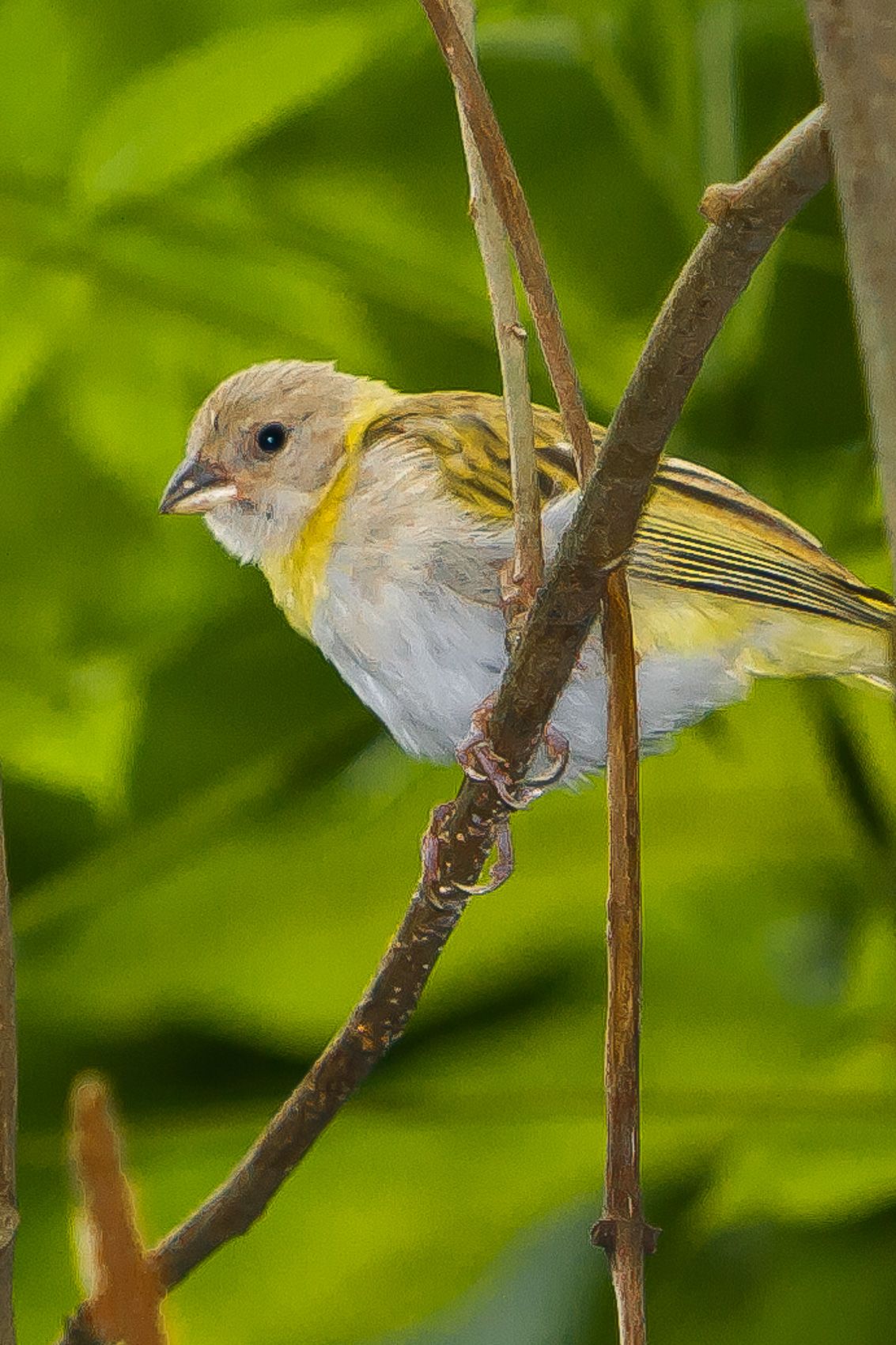 Jurong Bird Park Singapore-21.jpg