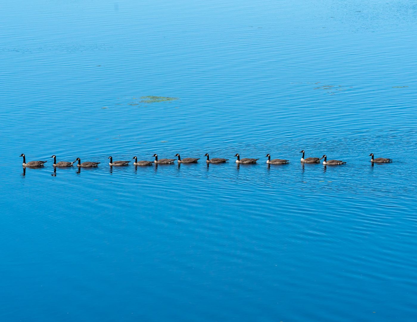 Birds of Tower Lakes-16.jpg