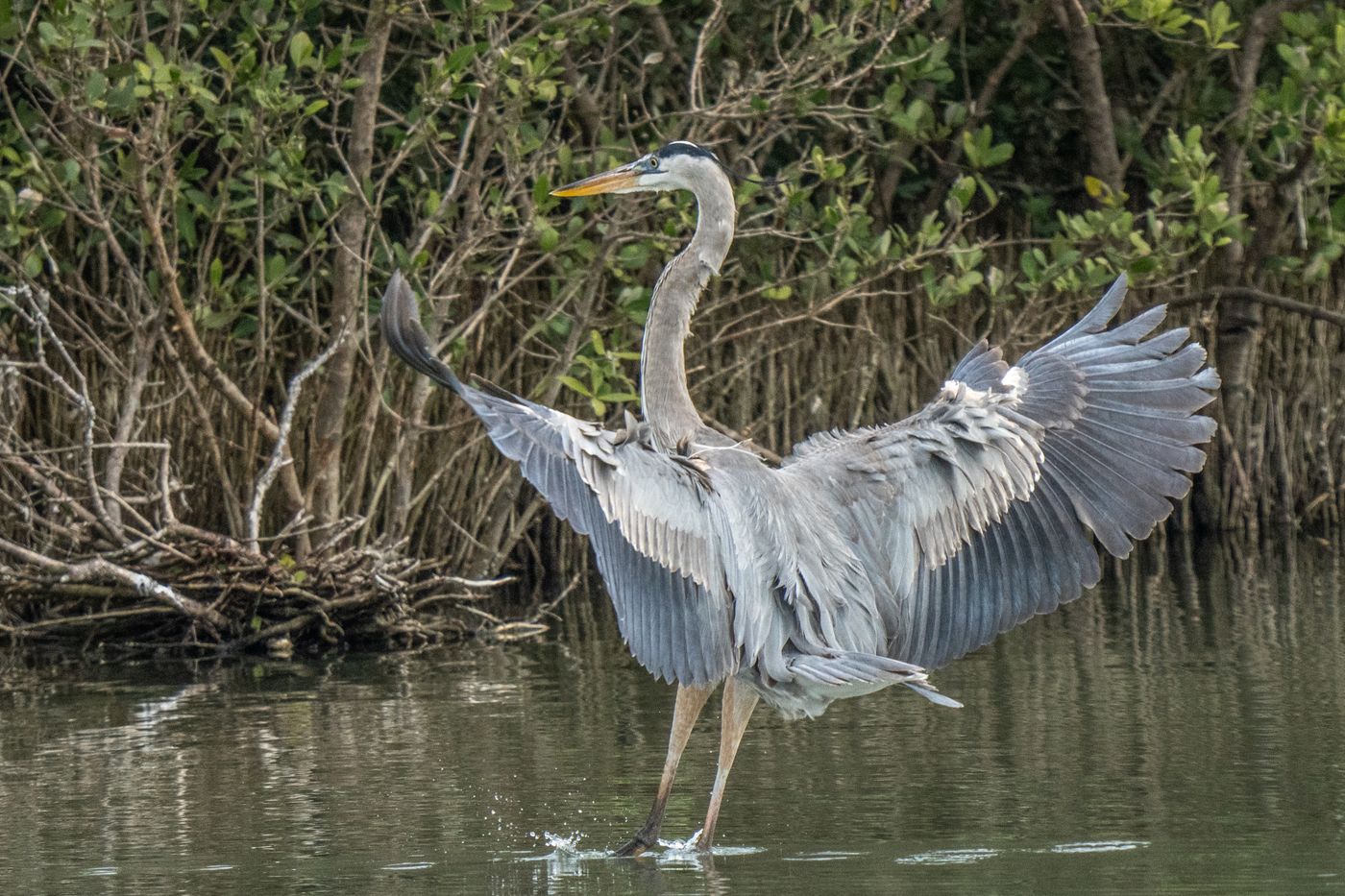 Great Blue Heron LiveBooks SPI-19.jpg