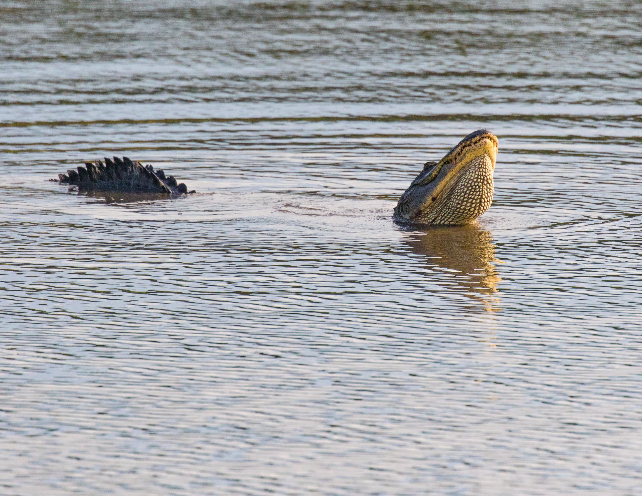 Alligators of Ace Basin, South Carolina-14.jpg
