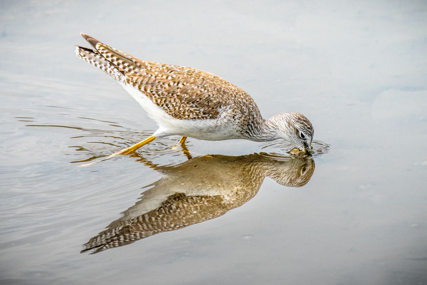 Greater Yellowlegs LiveBooks SPI-9.jpg