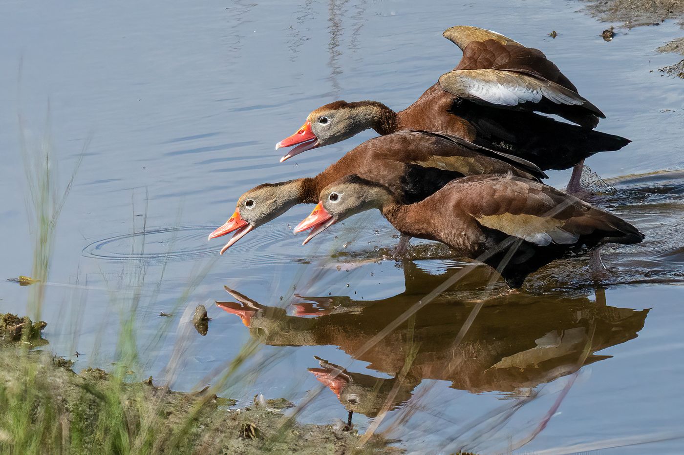 Black-bellied Whistling Duck LiveBooks SPI-26.jpg