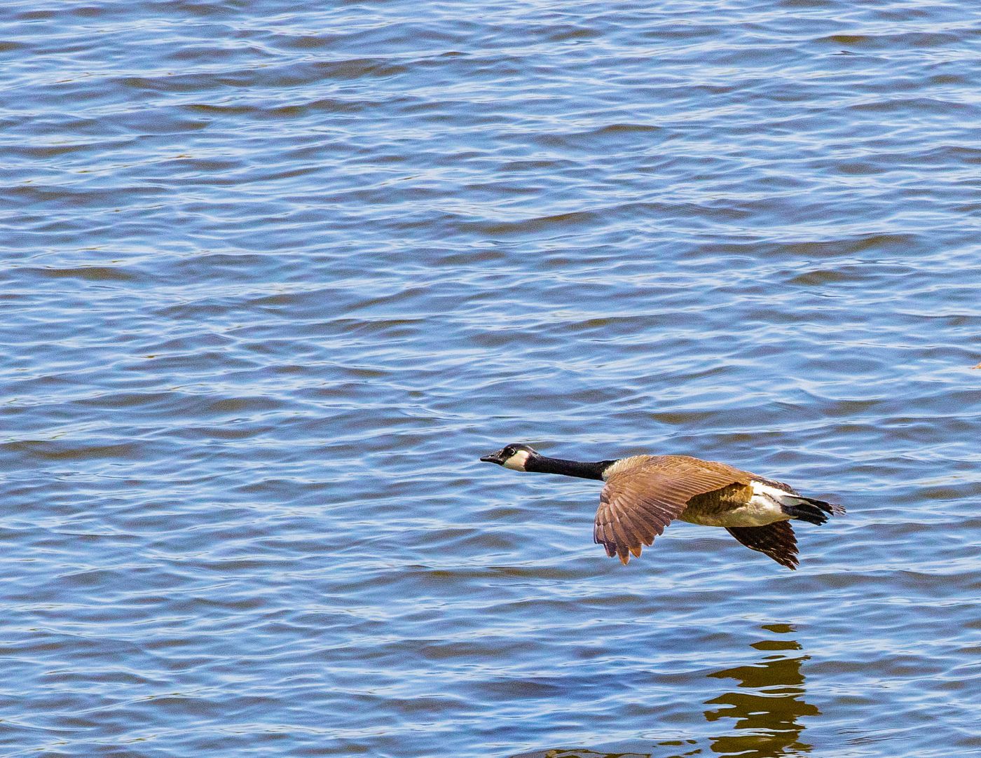 Birds of Tower Lakes-12.jpg