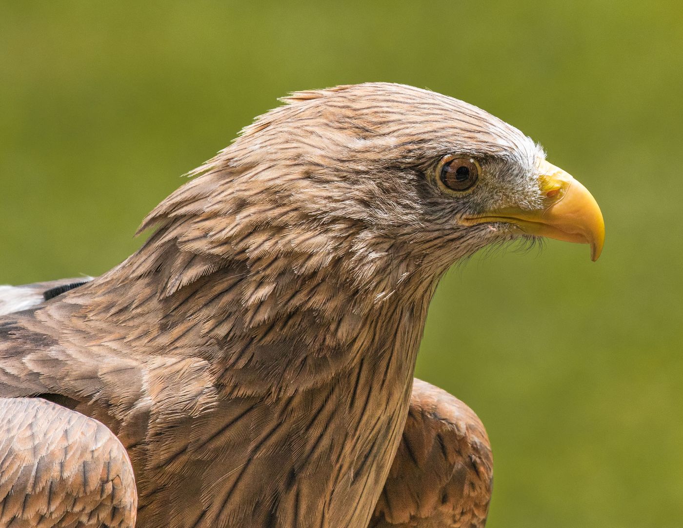 Birds of Prey-14.jpg