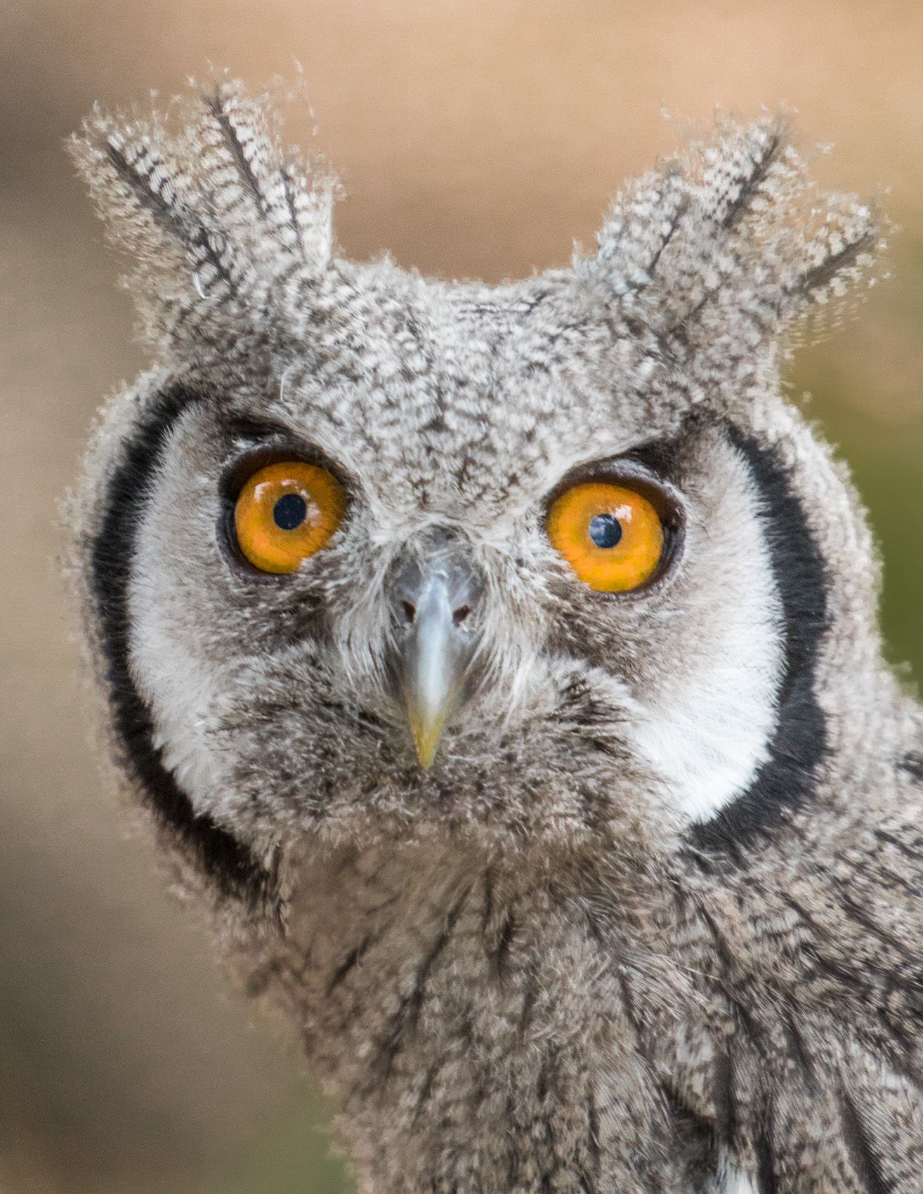 Birds of Prey-22.jpg