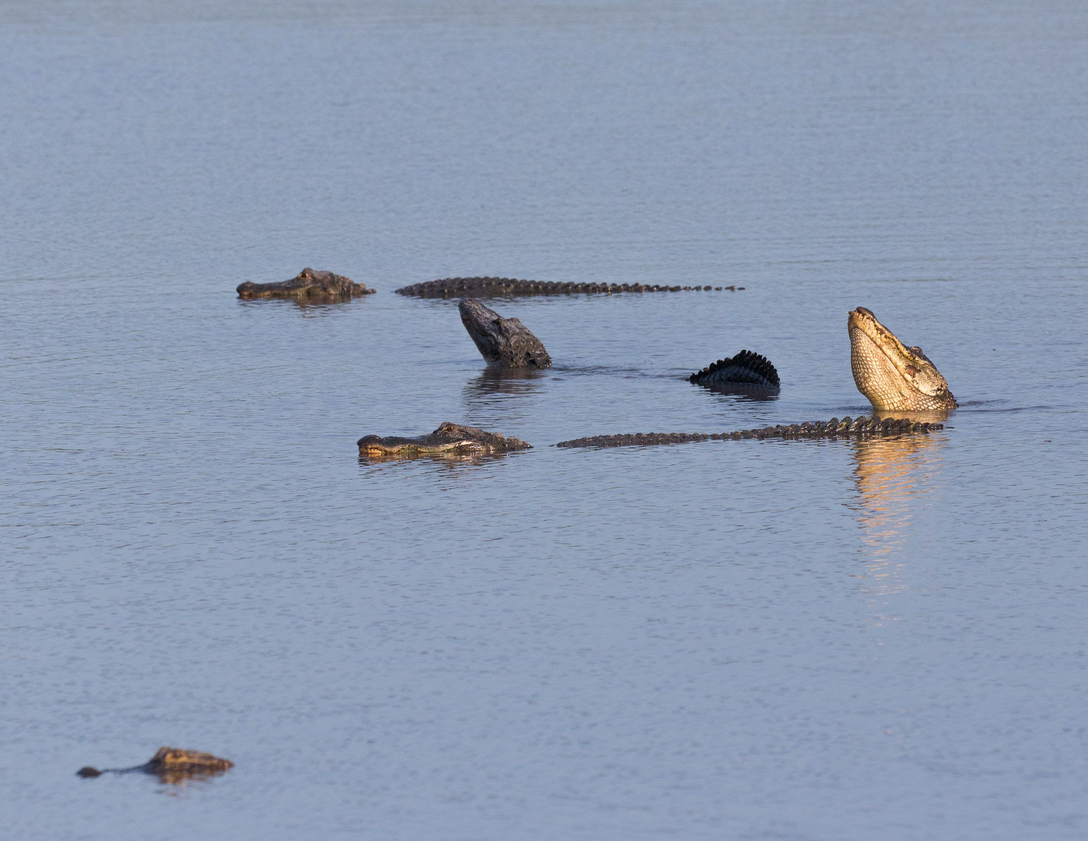 Alligators of Ace Basin, South Carolina-13.jpg