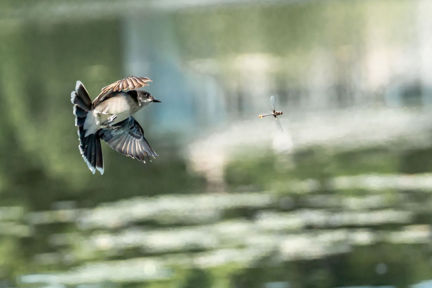 Birds of Tower Lakes-14.jpg