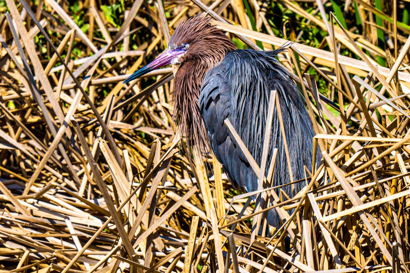 Reddish Egret LiveBooks SPI-25.jpg