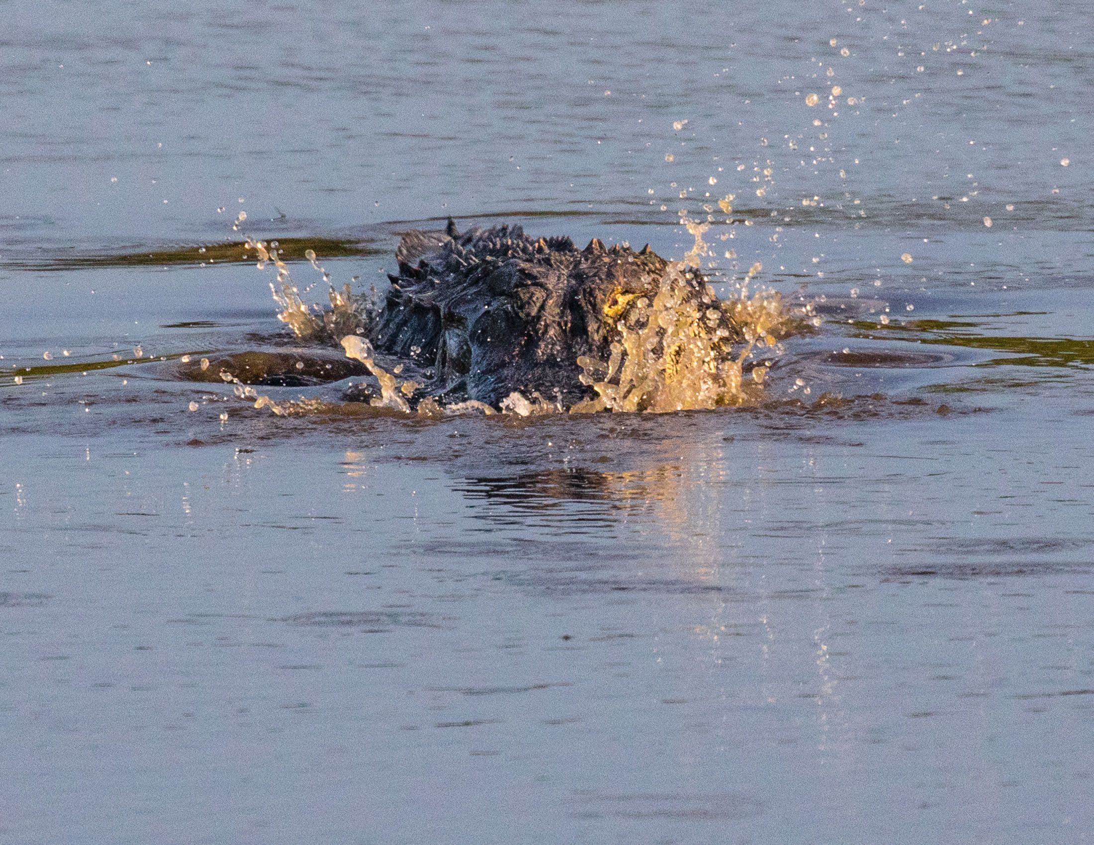 Alligators of Ace Basin, South Carolina-11.jpg