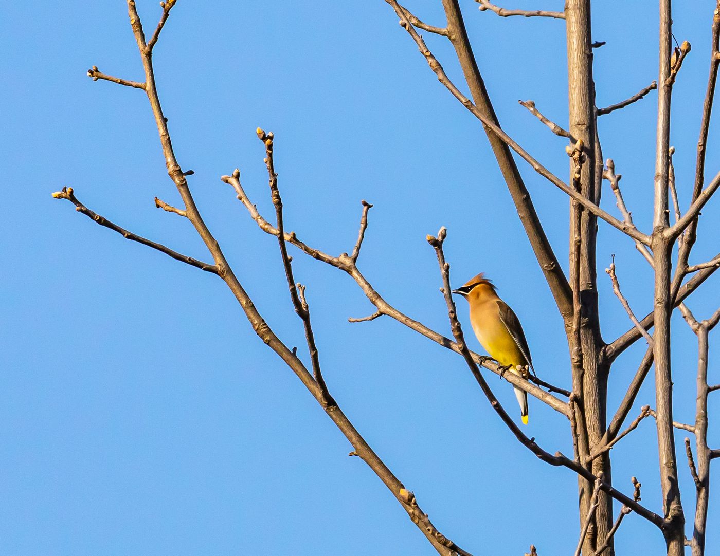 Birds of Tower Lakes-7.jpg