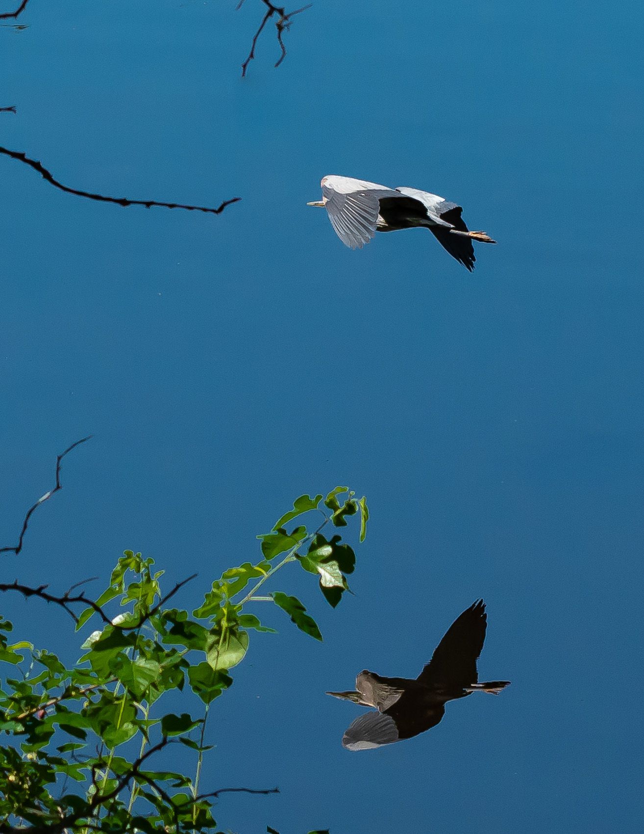 Birds of Tower Lakes-20.jpg