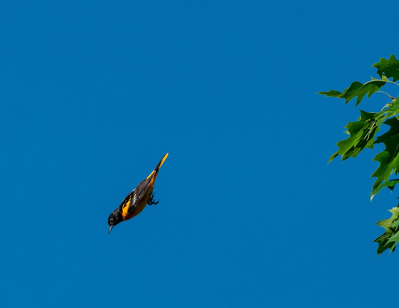 Birds of Tower Lakes-28.jpg