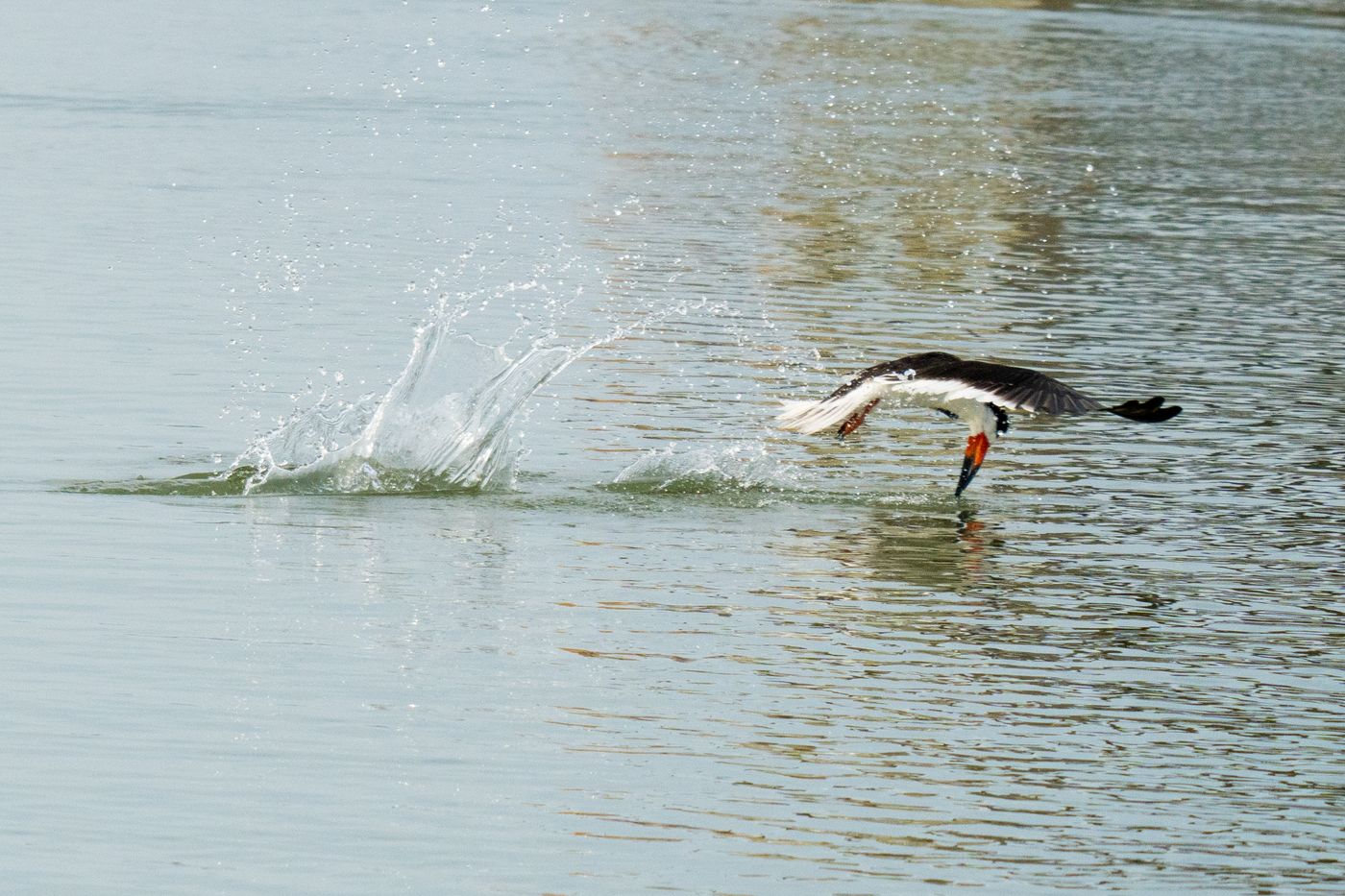 Black Skimmer LiveBooks SPI-6.jpg