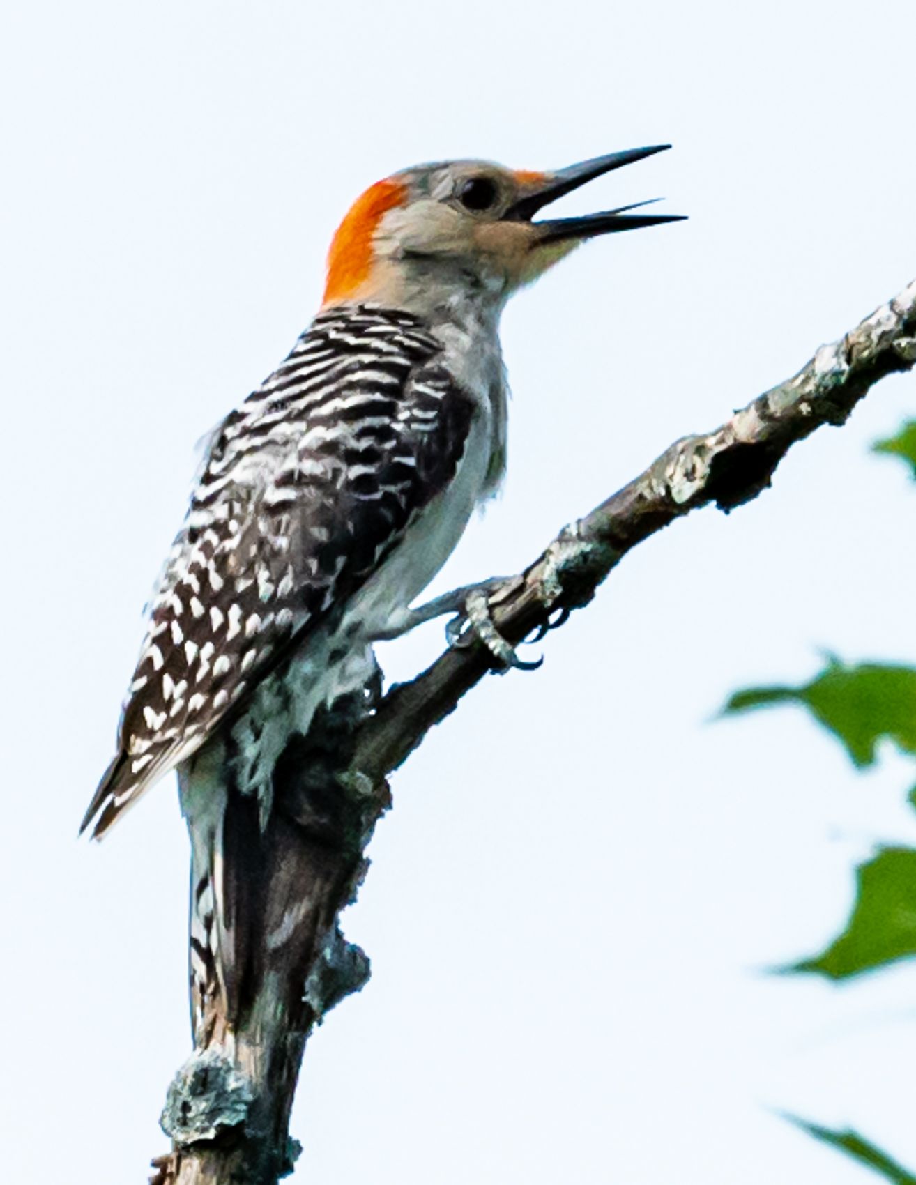 Birds of Tower Lakes-19.jpg