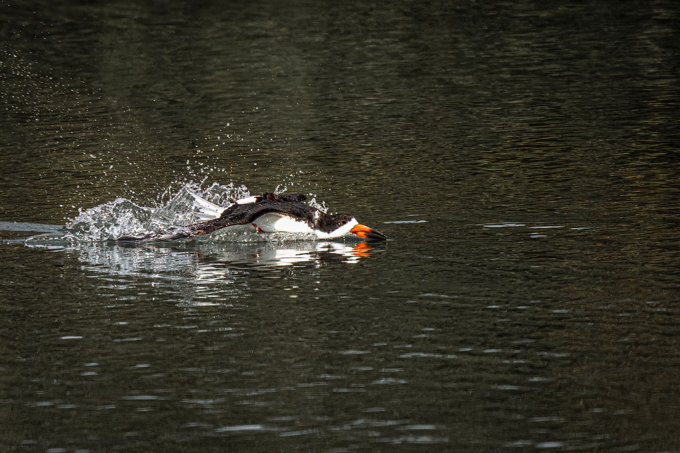 Black Skimmer LiveBooks SPI-2.jpg