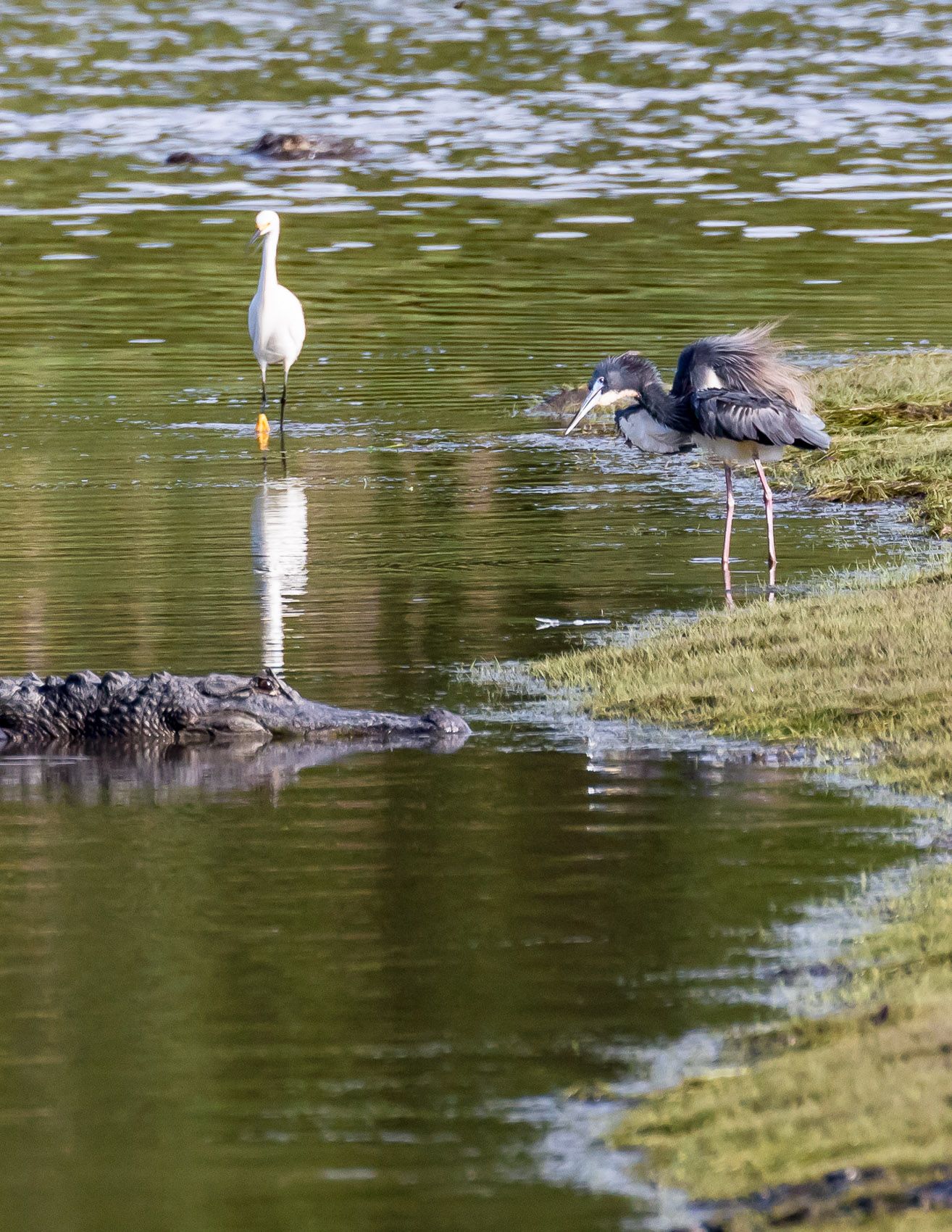 Birds of Ace Basion-11.jpg