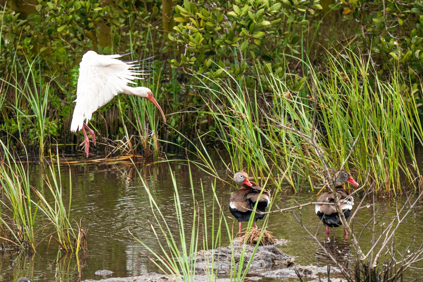 American White Ibis LiveBooks SPI-19.jpg