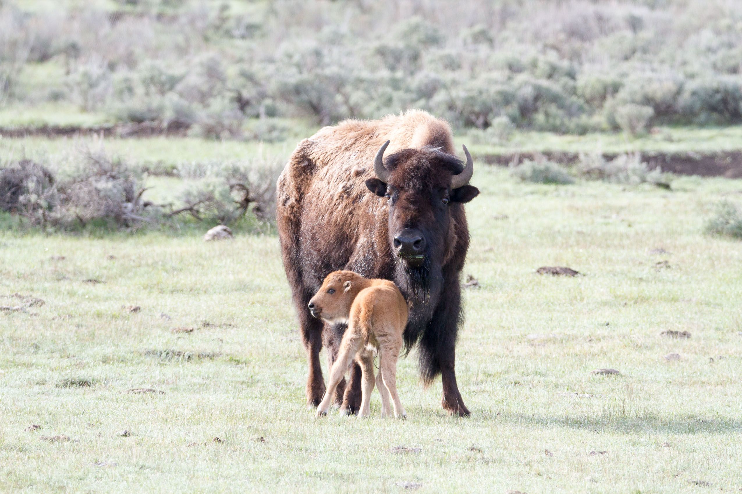 Yellowstone Wildlife-11.jpg