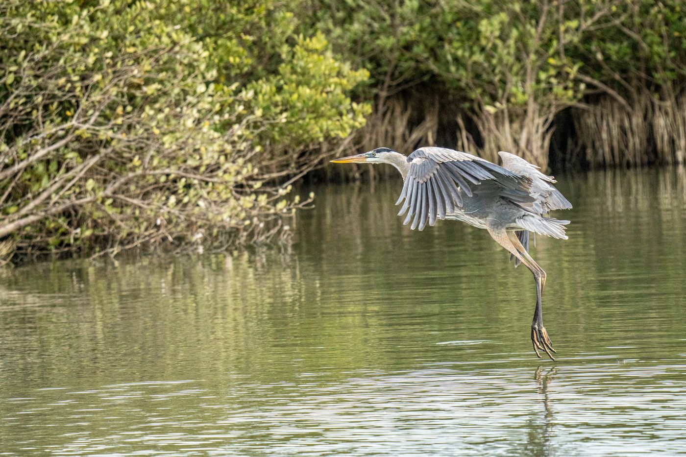 Great Blue Heron LiveBooks SPI-17.jpg