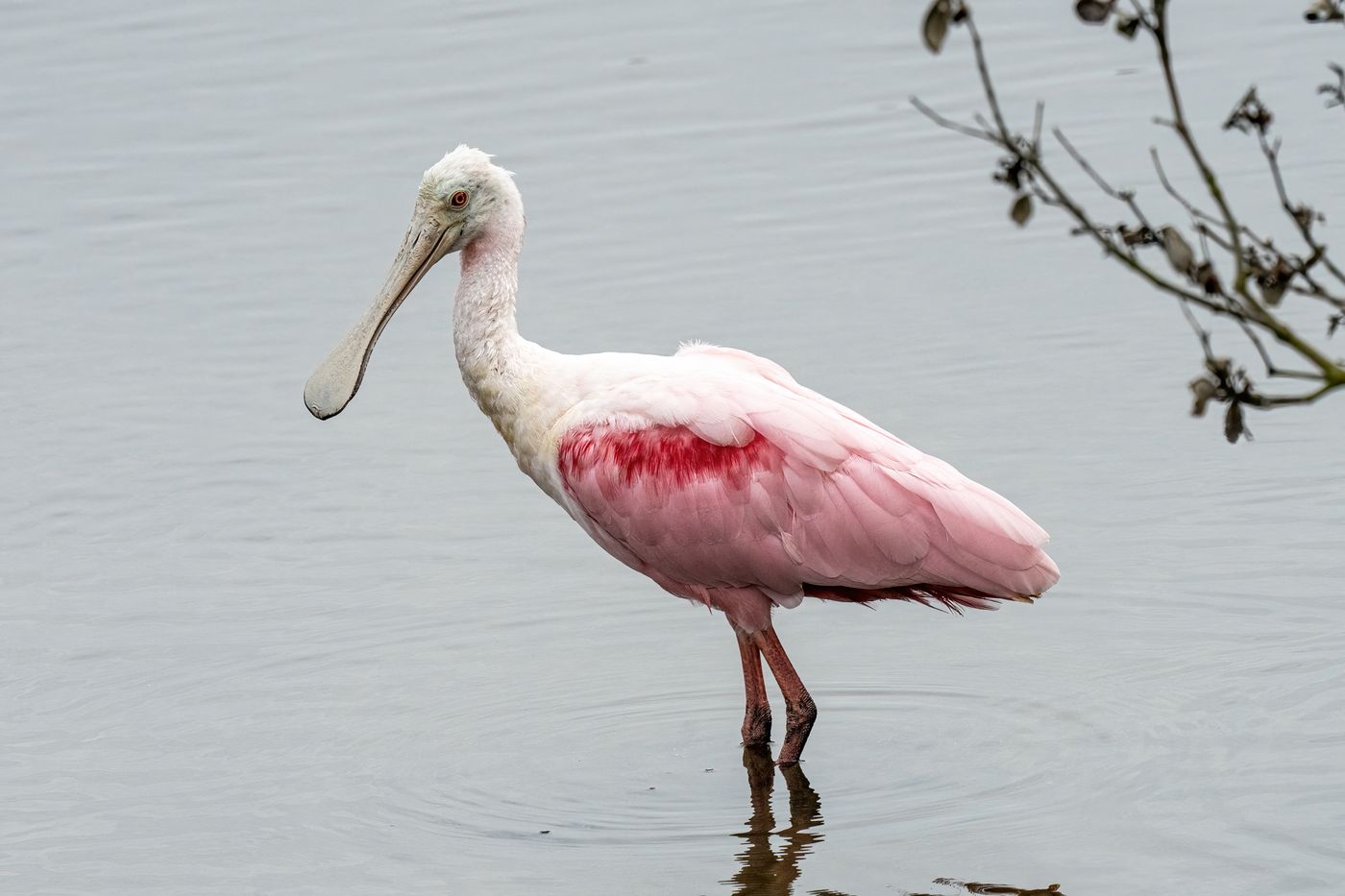 Roseate Spoonbill LiveBooks SPI-13.jpg