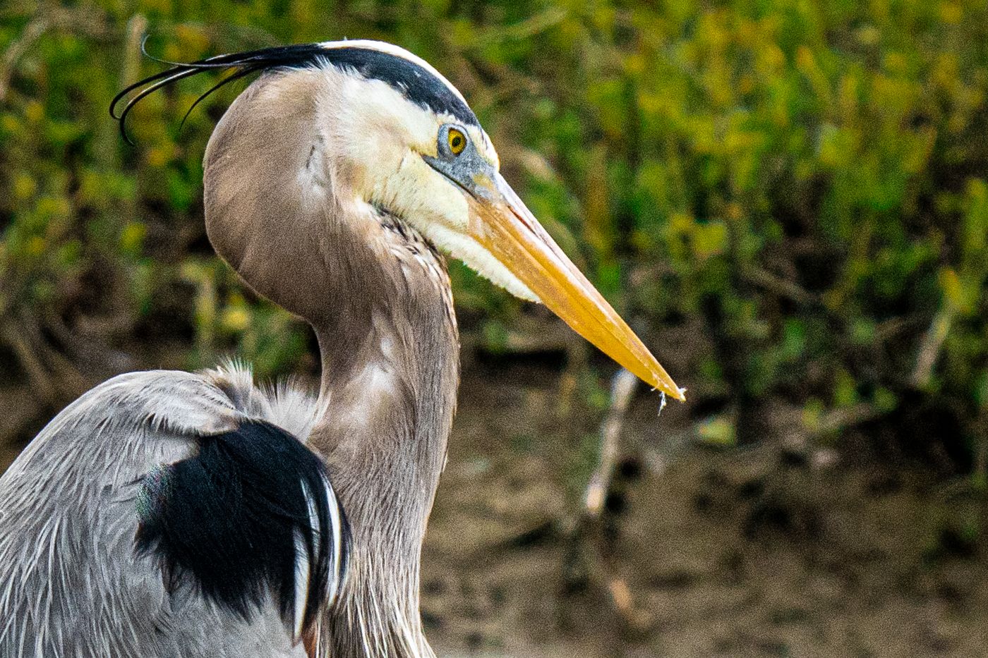 Great Blue Heron LiveBooks SPI-7.jpg