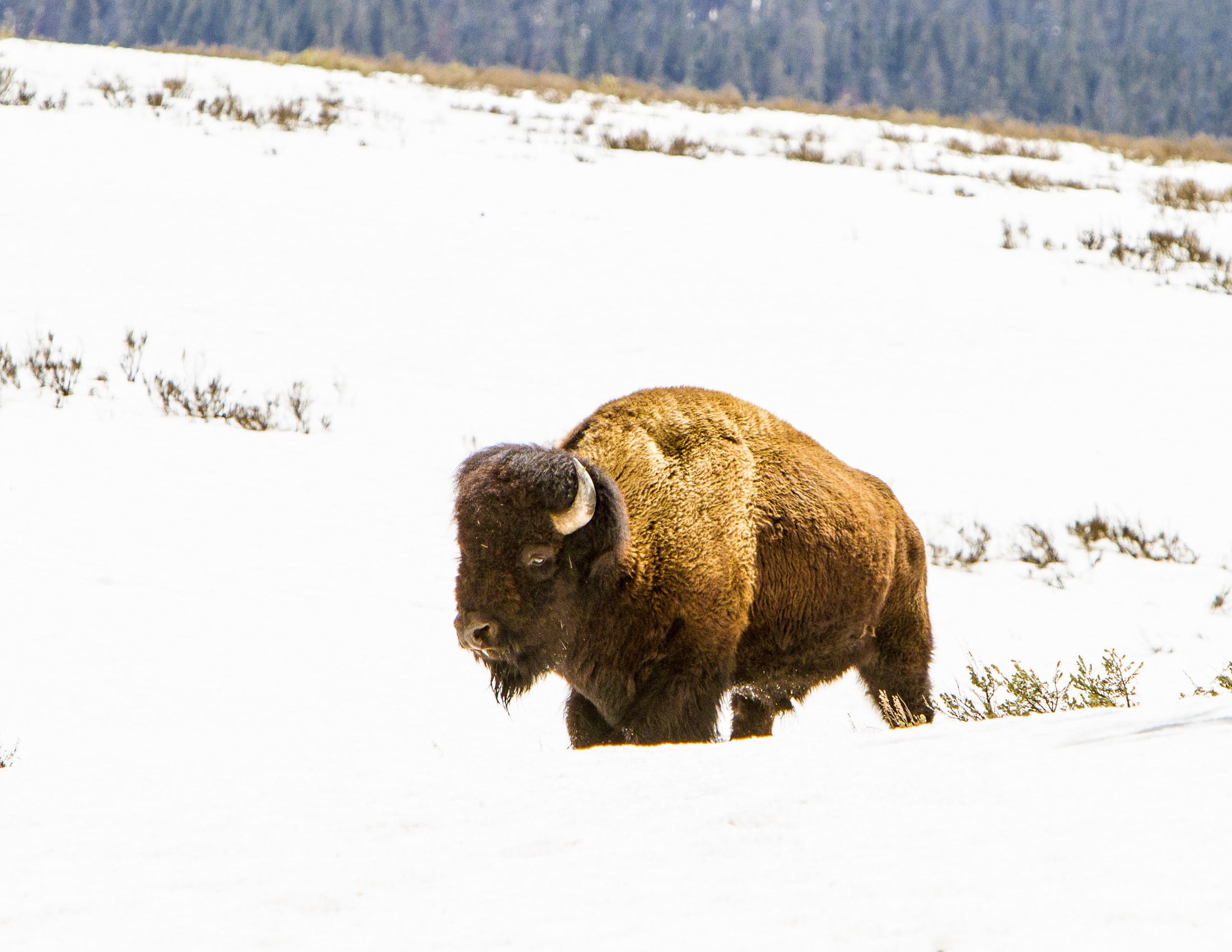 Yellowstone Wildlife.jpg