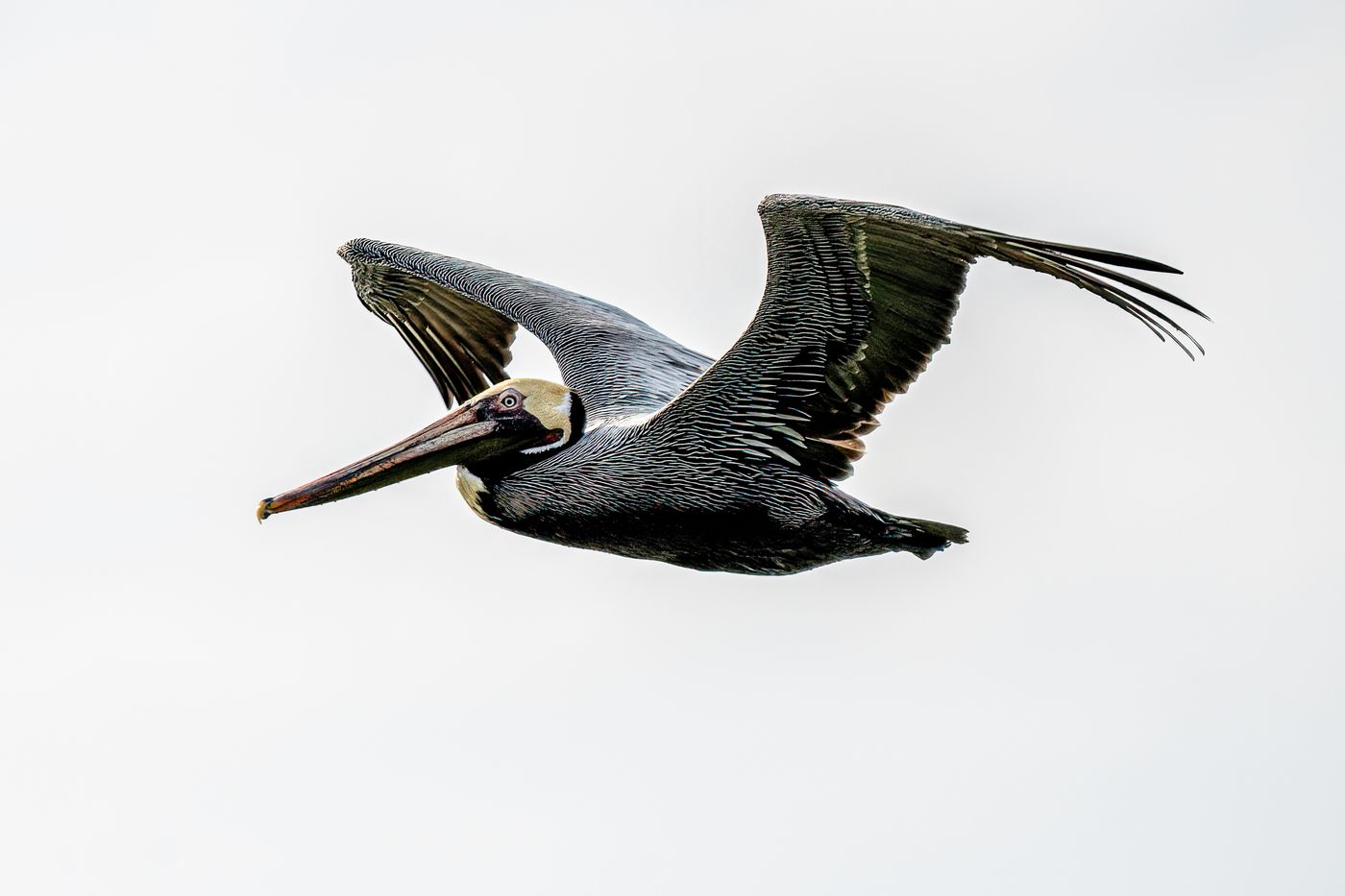 Brown Pelican LiveBooks SPI-2.jpg