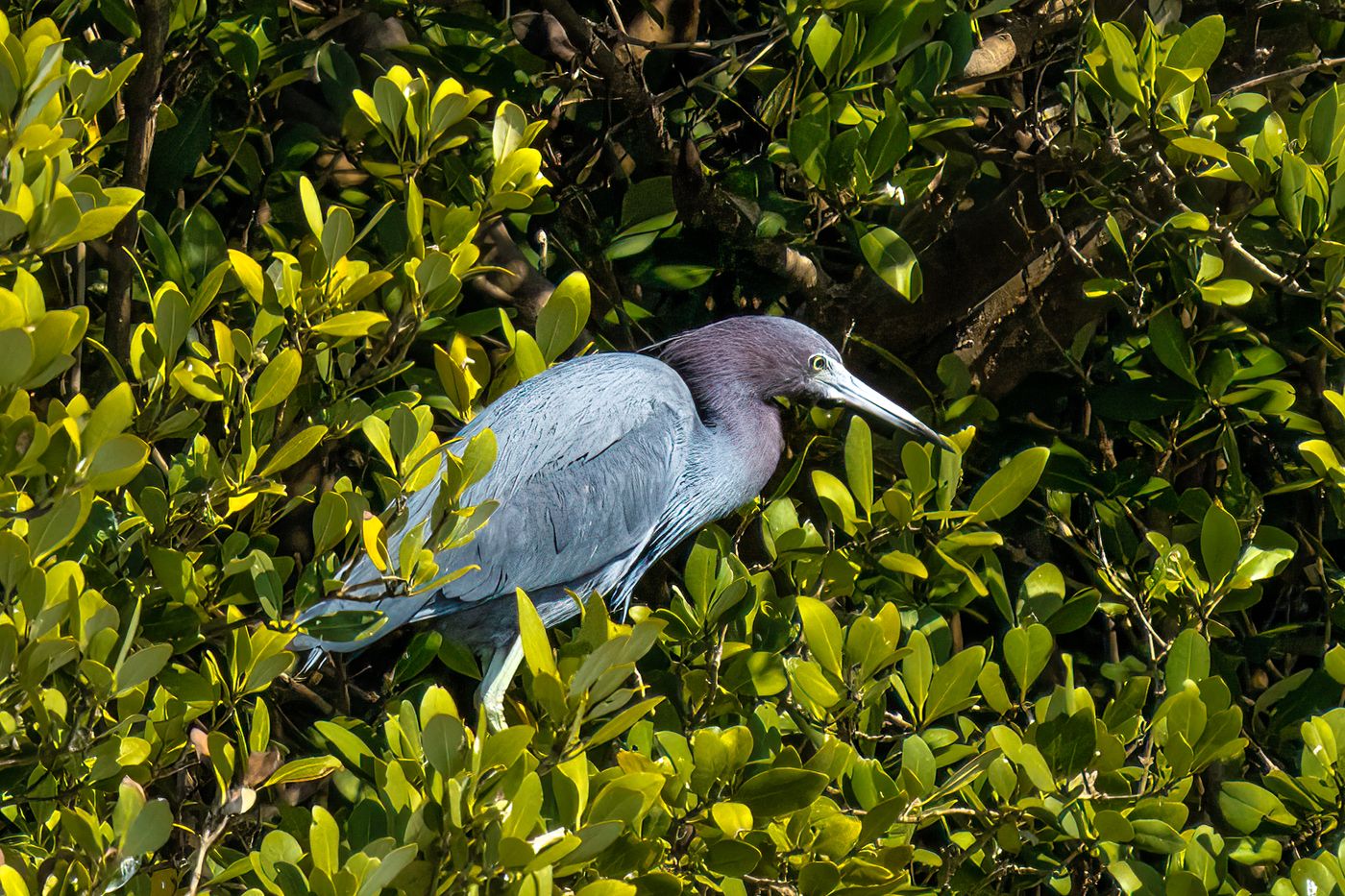 Little Blue Heron LiveBooks SPI-28.jpg