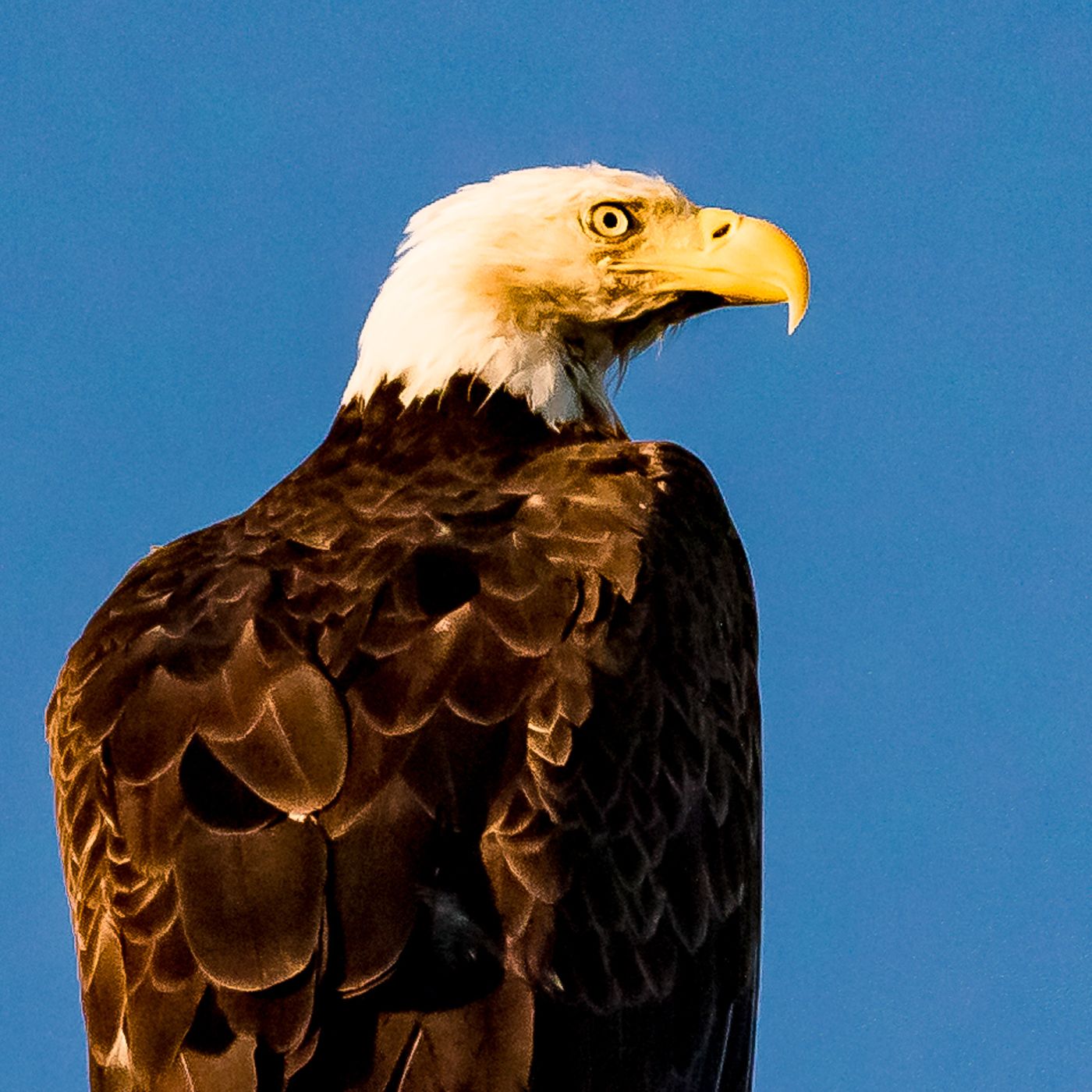 Birds of Ace Basion-12.jpg