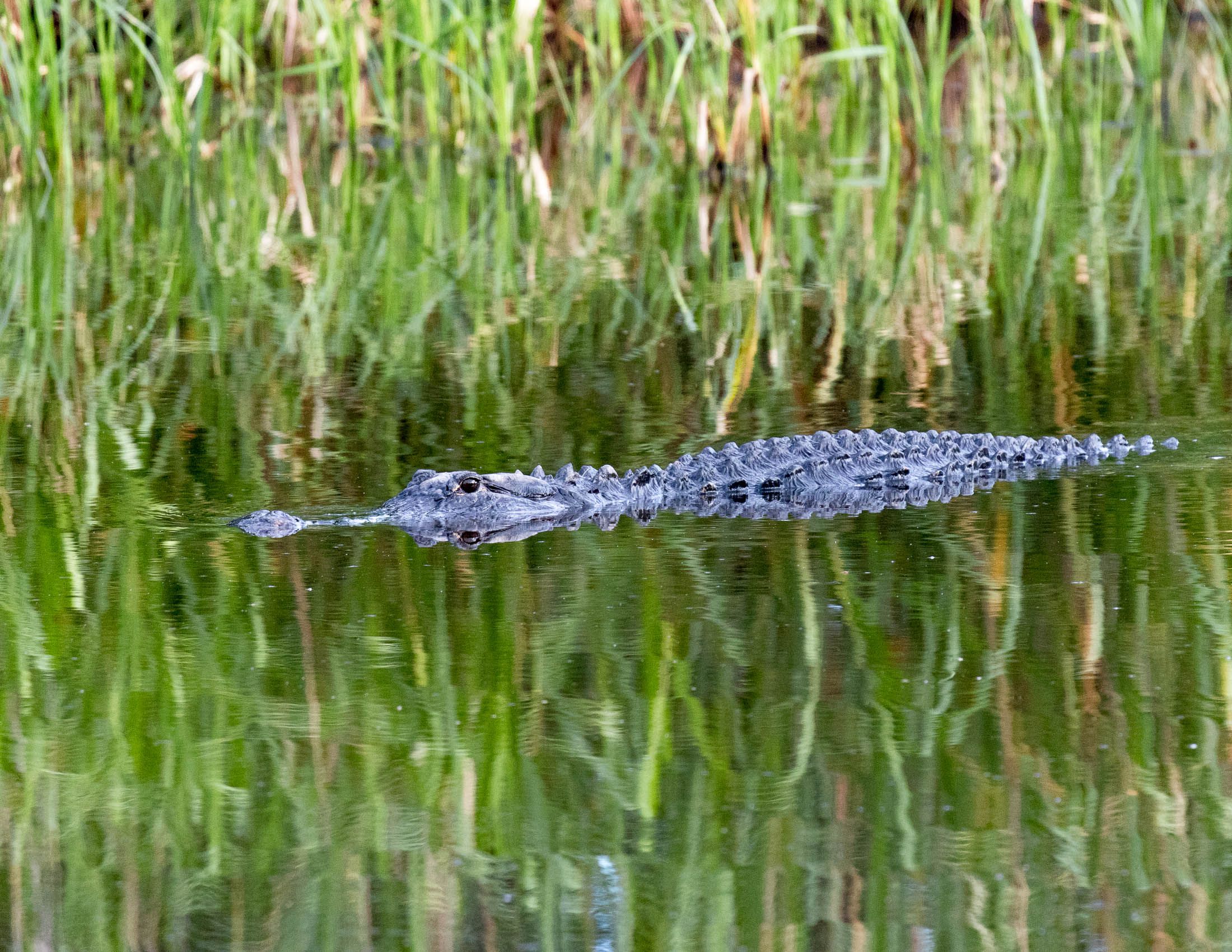 Alligators of Ace Basin, South Carolina-8.jpg