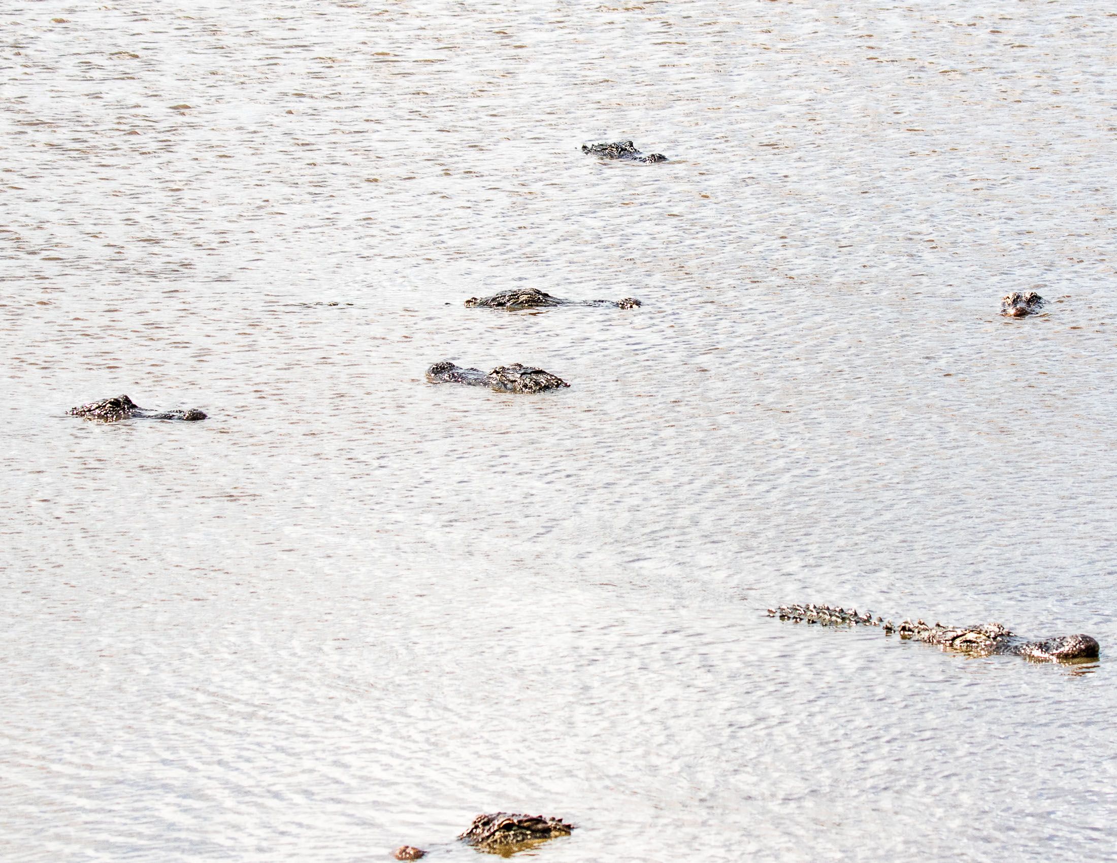Alligators of Ace Basin, South Carolina-6.jpg