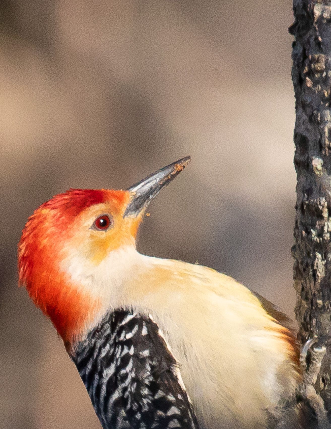 Birds of Tower Lakes-23.jpg