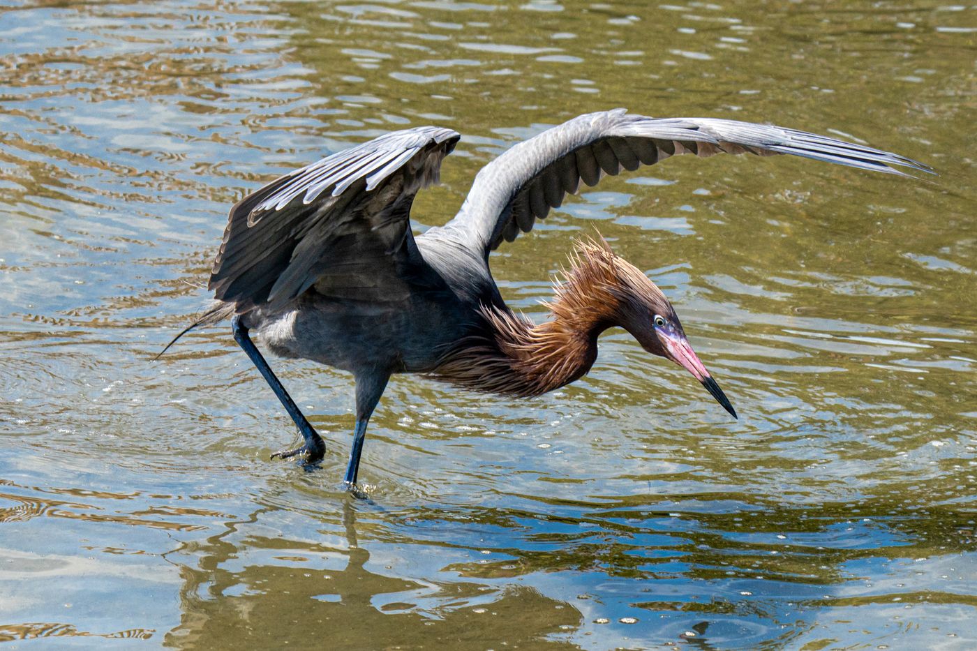 Reddish Egret LiveBooks SPI-23.jpg