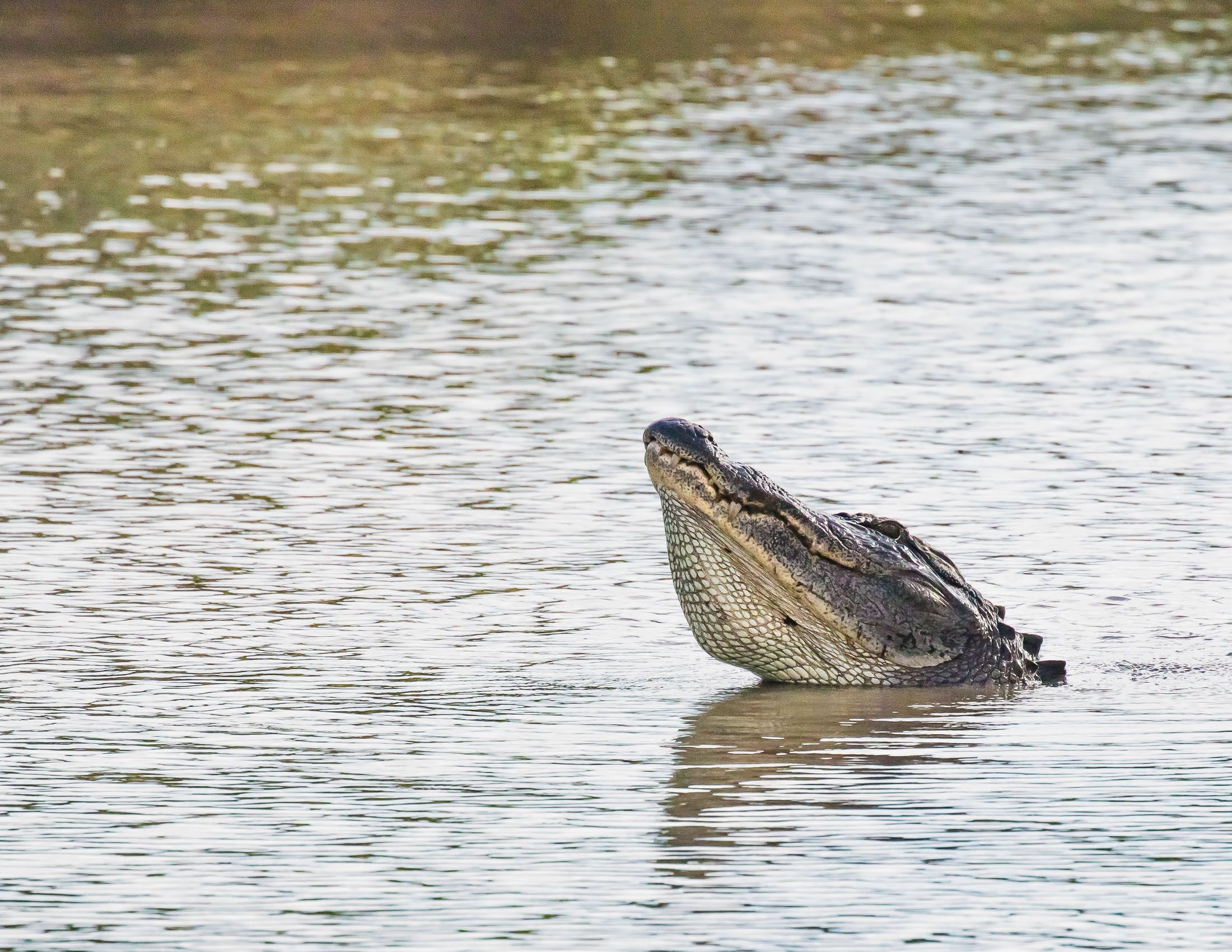 Alligators of Ace Basin, South Carolina-15.jpg