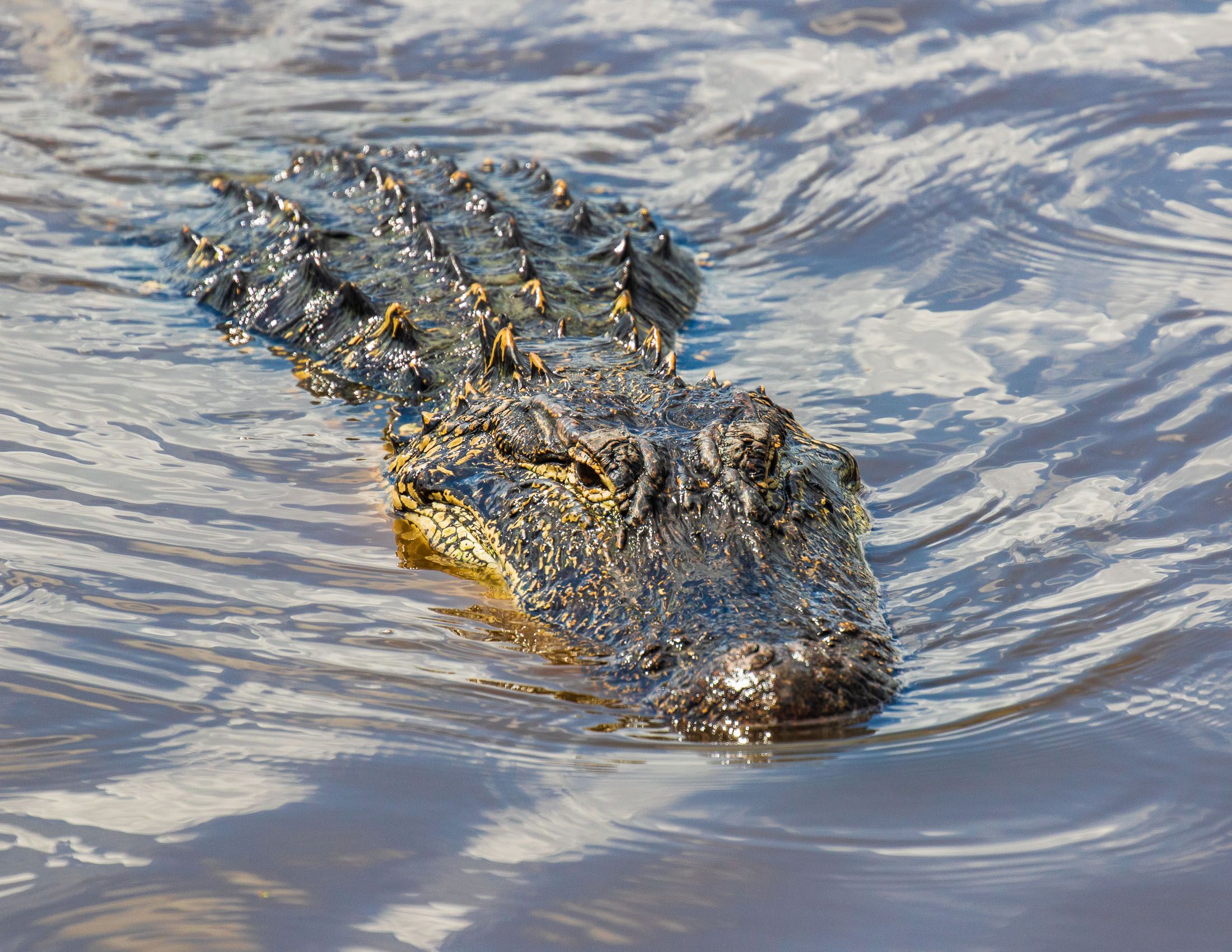 Alligators of Ace Basin, South Carolina-2.jpg