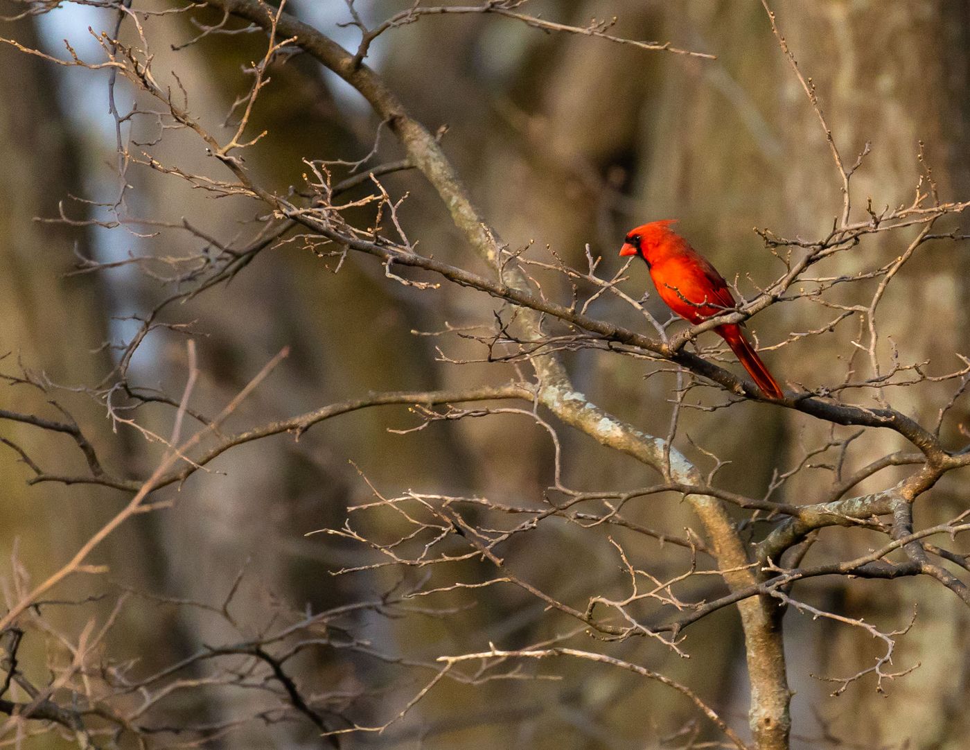 Birds of Tower Lakes-9.jpg