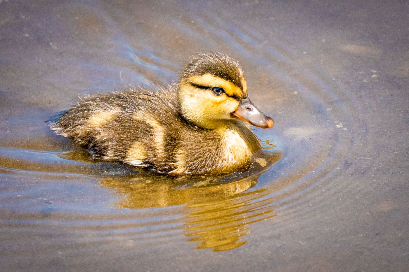 Mottled Duck LiveBooks SPI-17.jpg