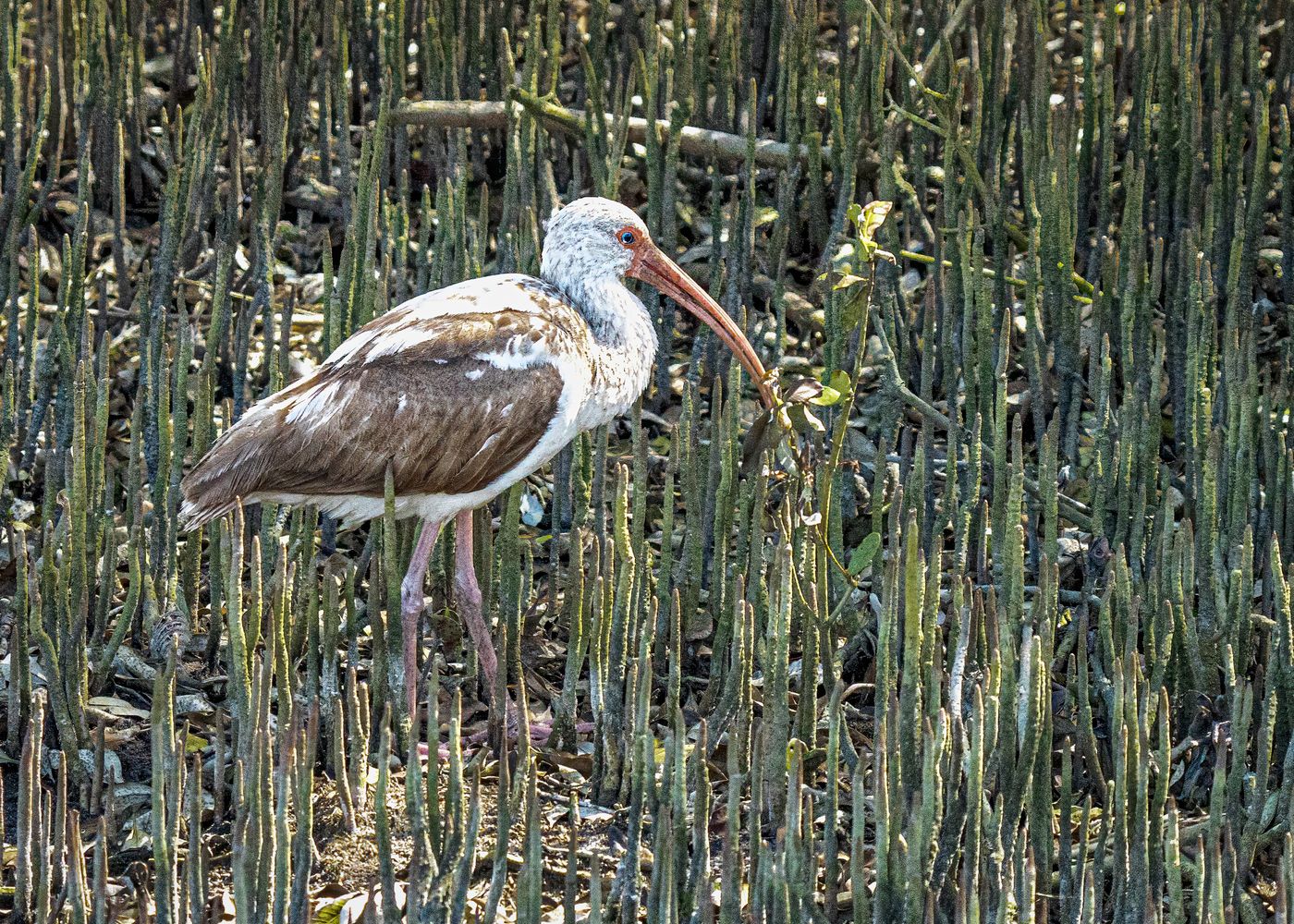American White Ibis LiveBooks SPI-8.jpg