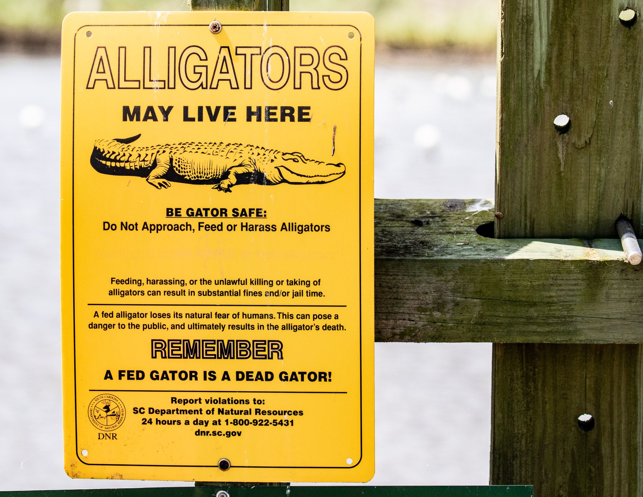 Alligators of Ace Basin, South Carolina-3.jpg