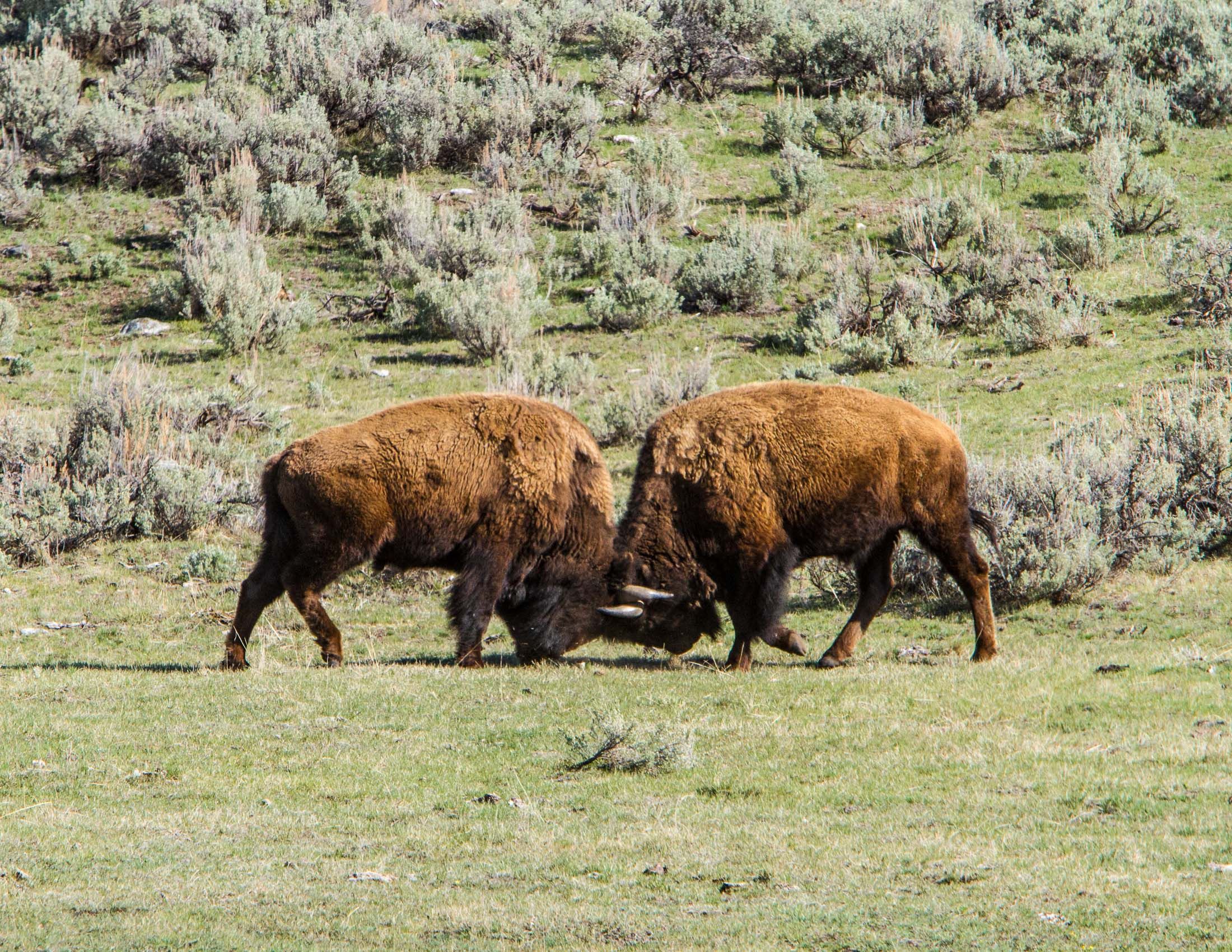 Yellowstone Wildlife-7.jpg