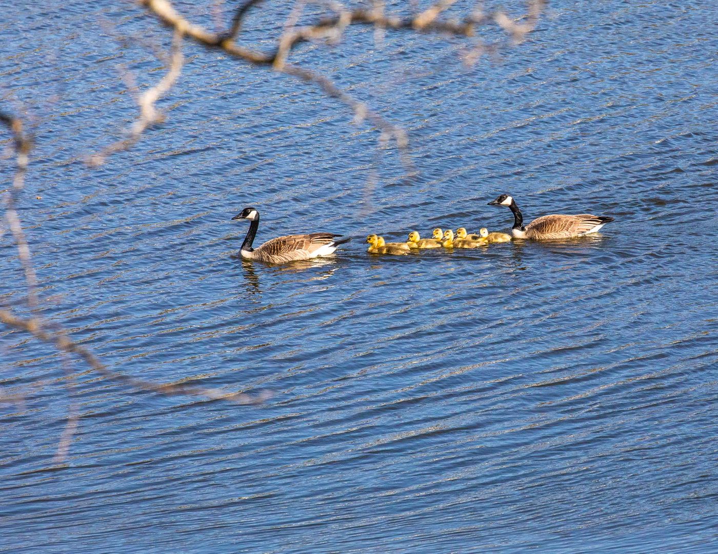 Birds of Tower Lakes-8.jpg