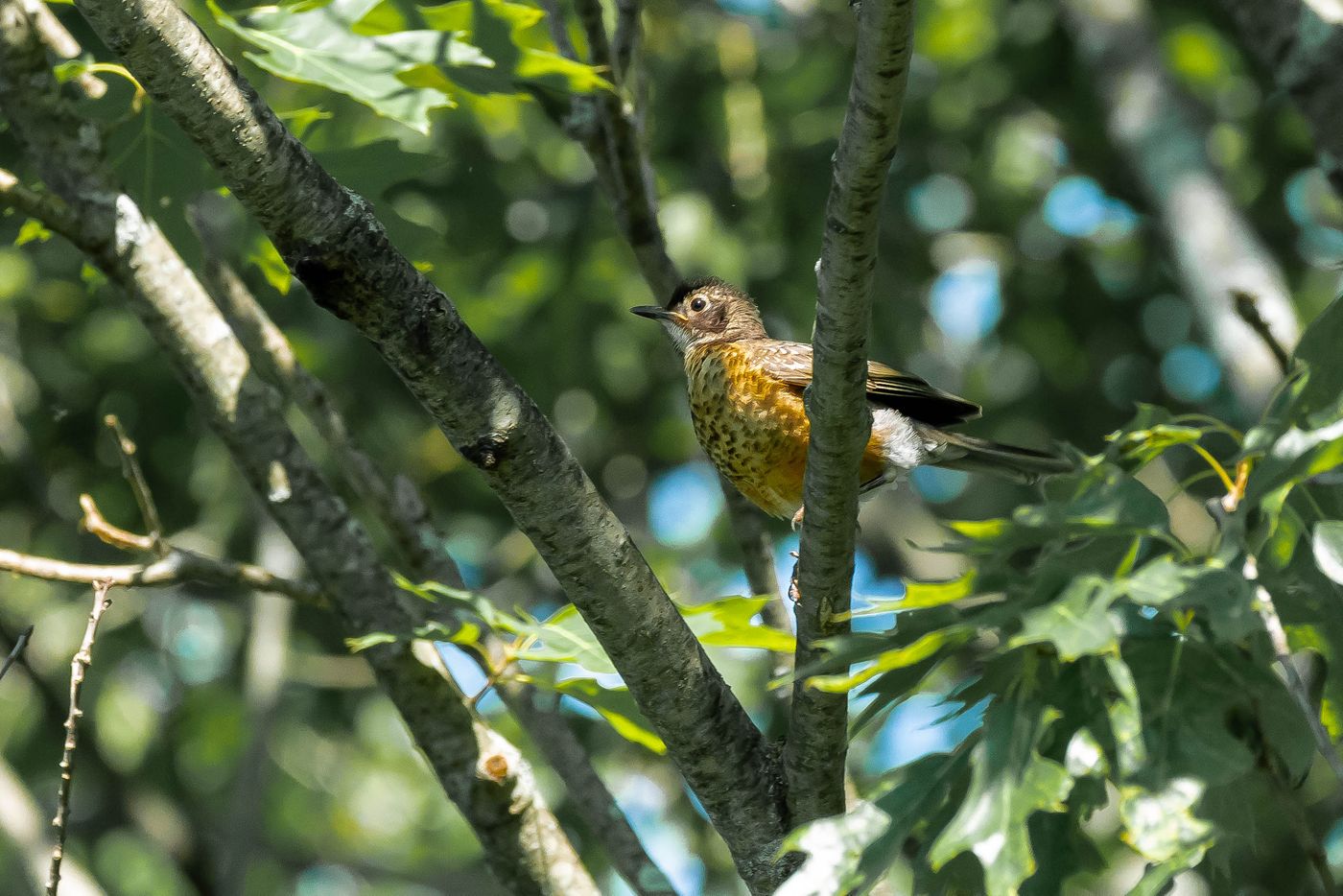 Birds of Tower Lakes-21.jpg