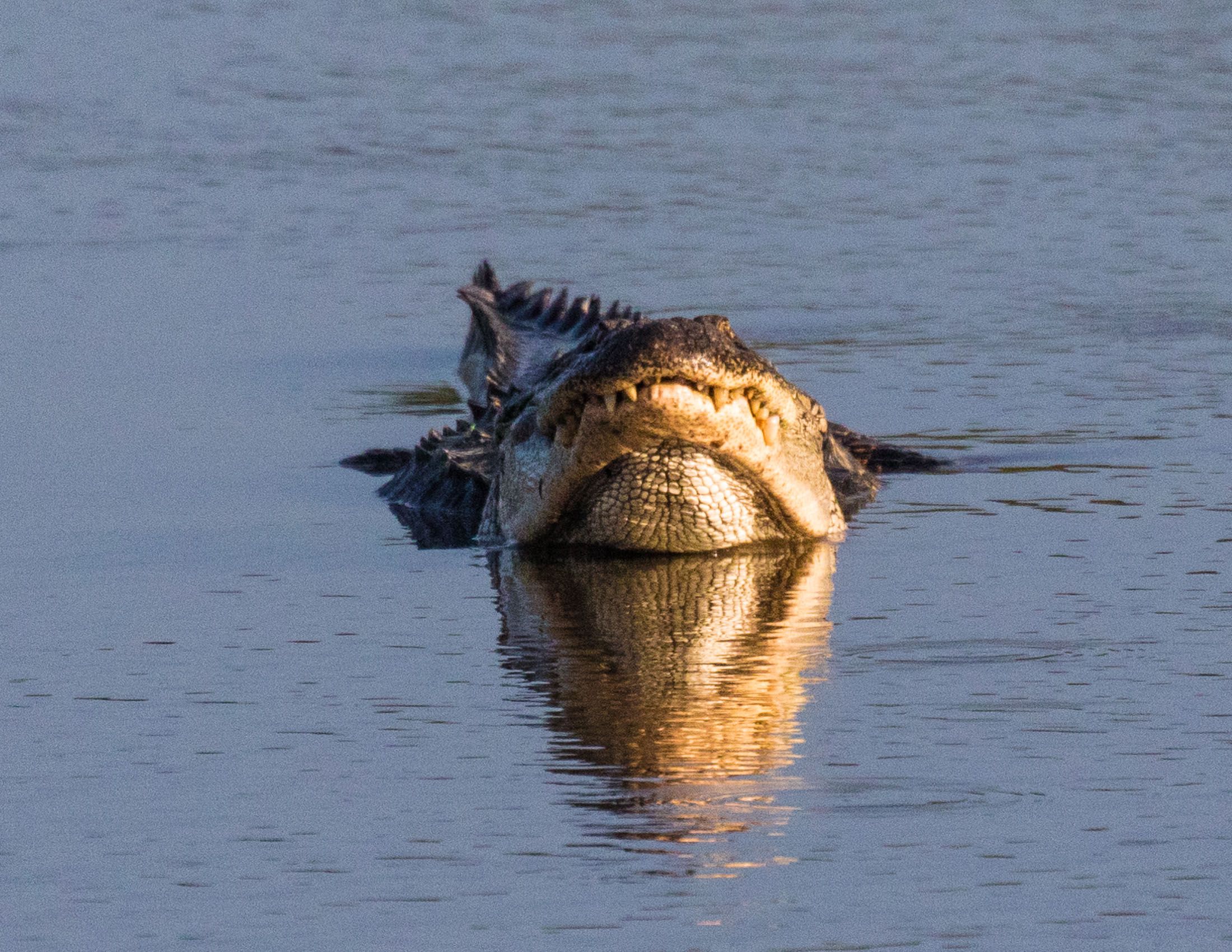 Alligators of Ace Basin, South Carolina-10.jpg