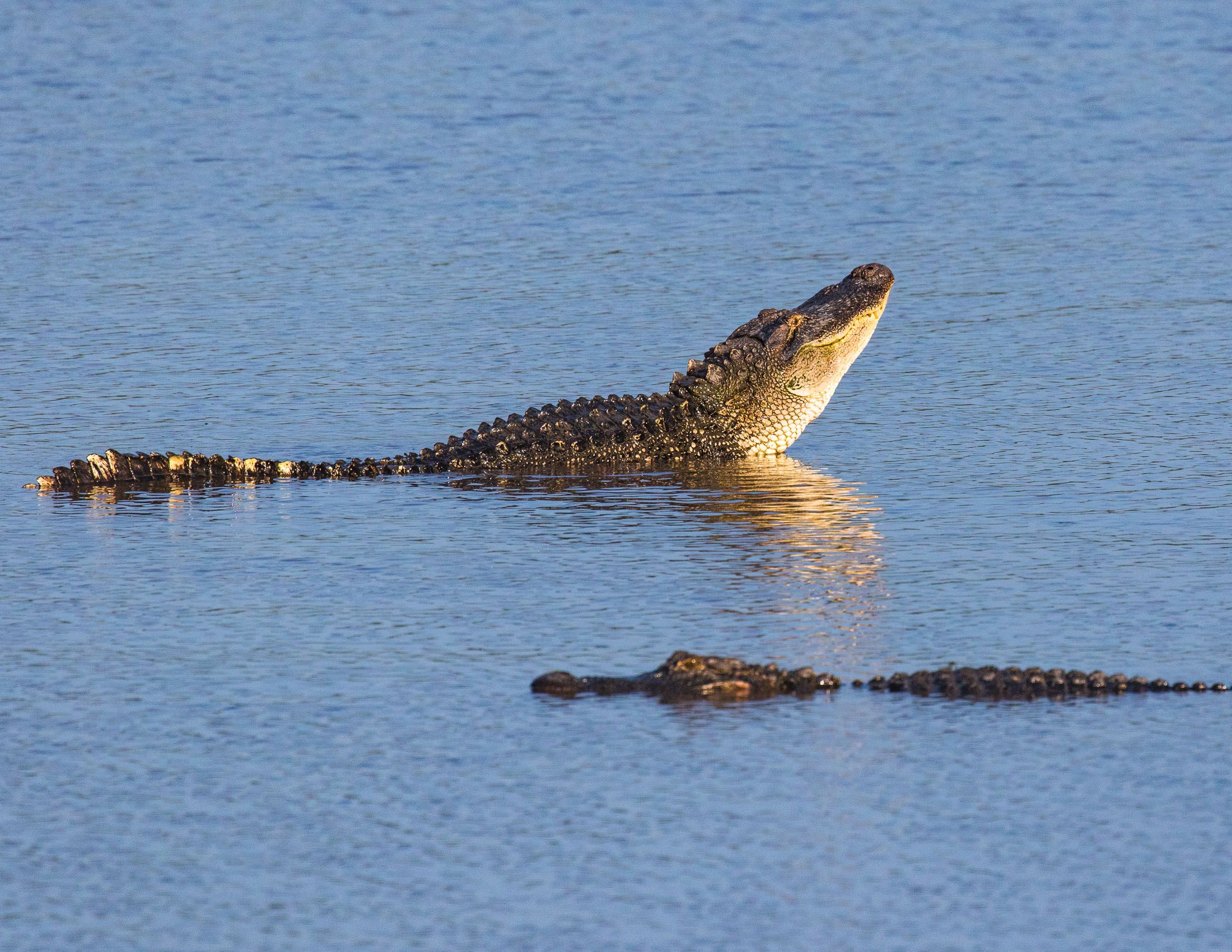 Alligators of Ace Basin, South Carolina-12.jpg