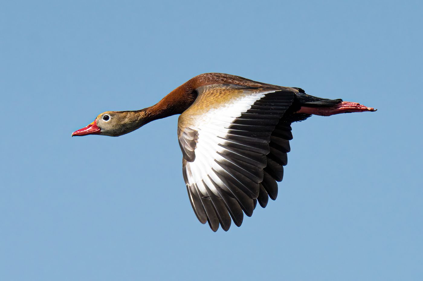 Black-bellied Whistling Duck LiveBooks SPI-10.jpg
