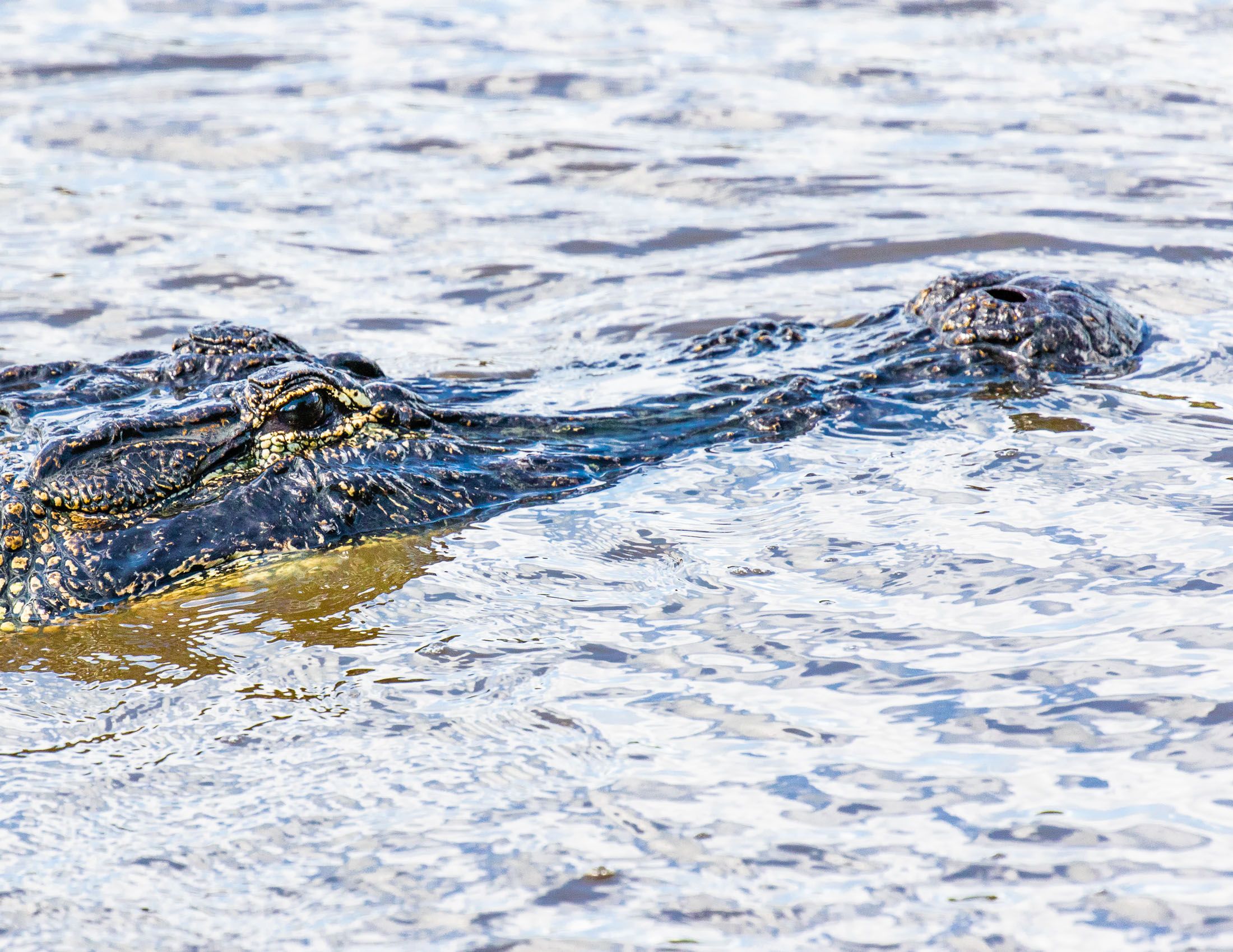 Alligators of Ace Basin, South Carolina-5.jpg